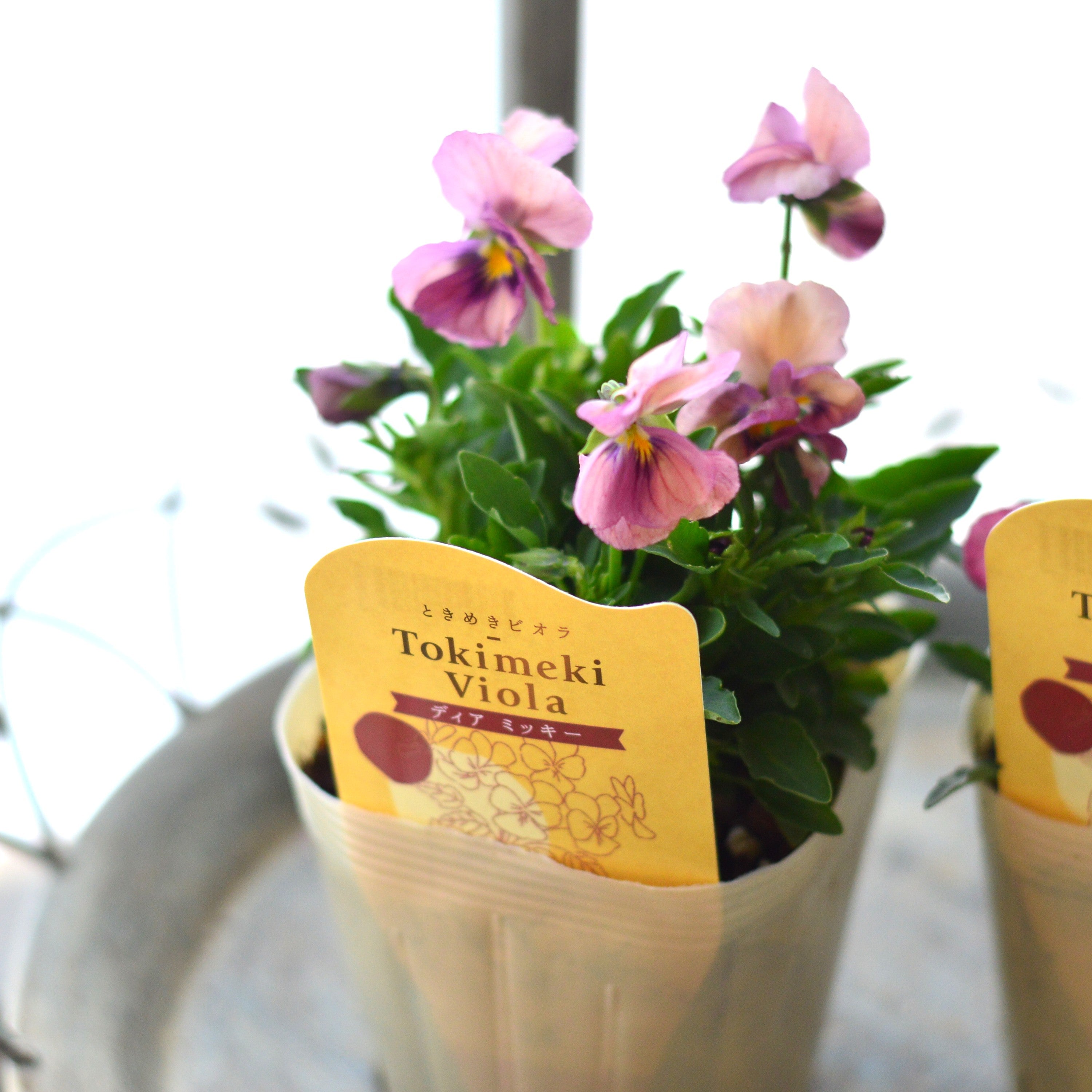 【奥田園芸さん】 ときめきビオラ 『ディアミッキー』 3.5寸POT