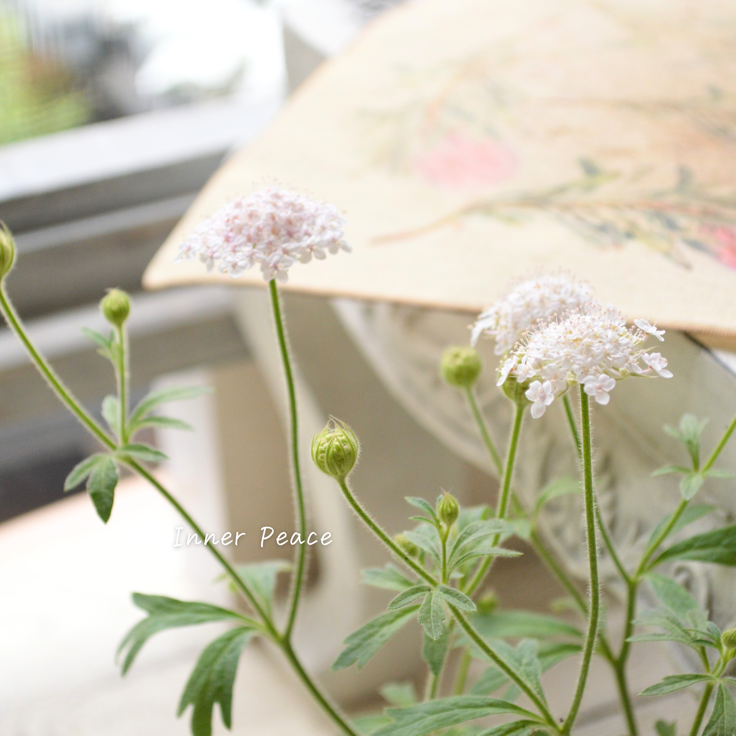 【美しい】 ピンクレースフラワー 3寸POT