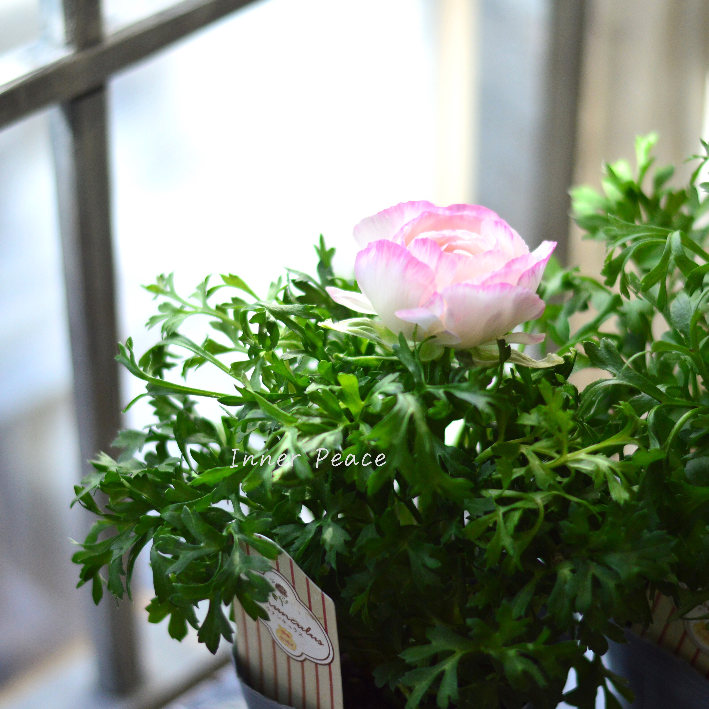 【かわいい】 ラナンキュラス 『スプリンクル・ピンクバイカラー』 3.5寸POT