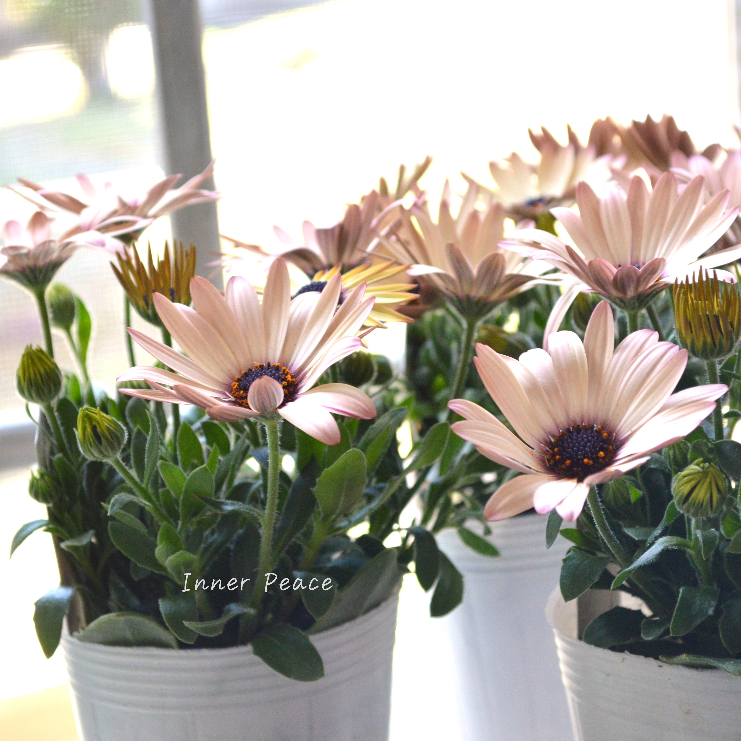 【松原園芸さん】 オステオスペルマム 『パティエ・ベリーズパフェ』 3寸ロングPOT