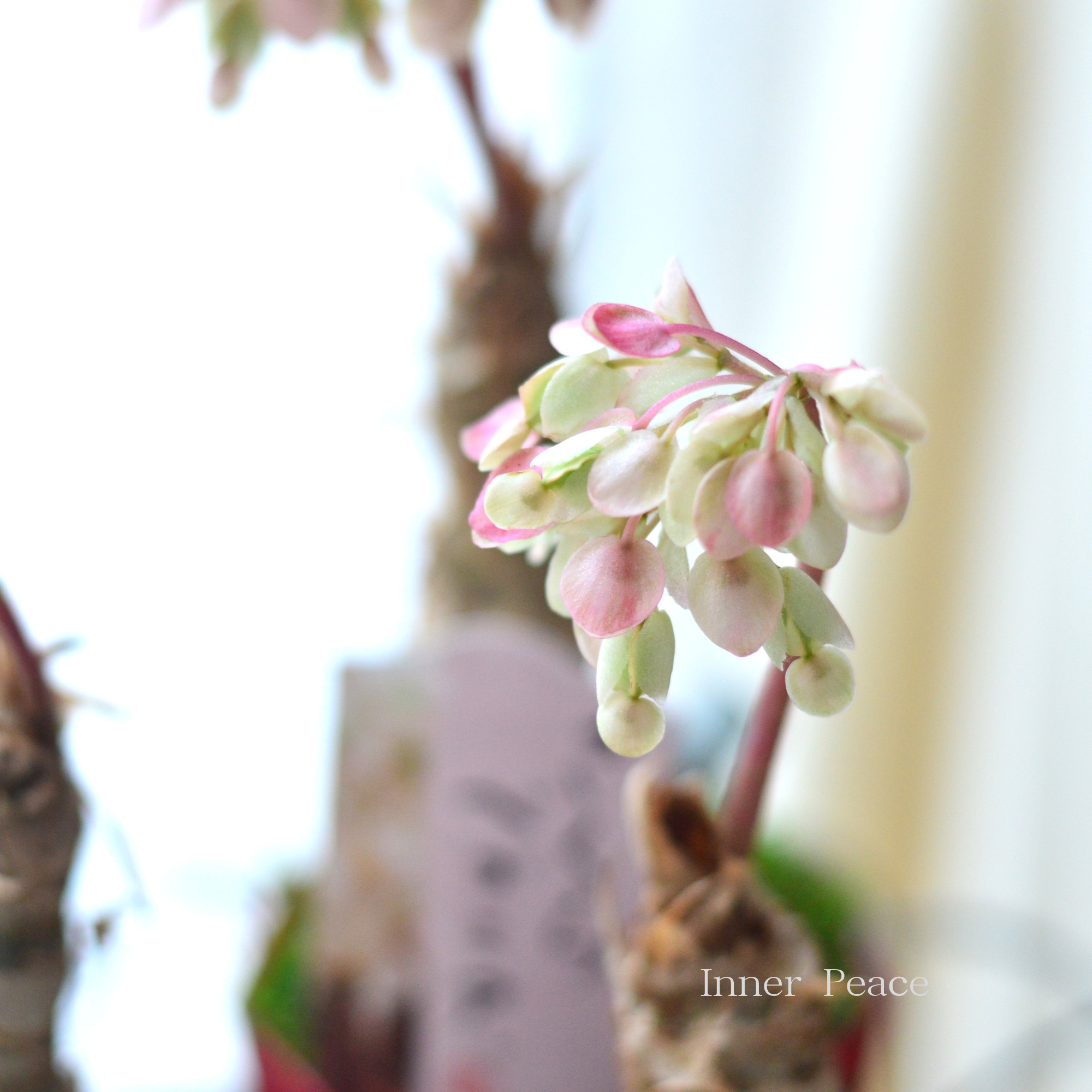 【個性的】 さくらベゴニア 3.5寸POT