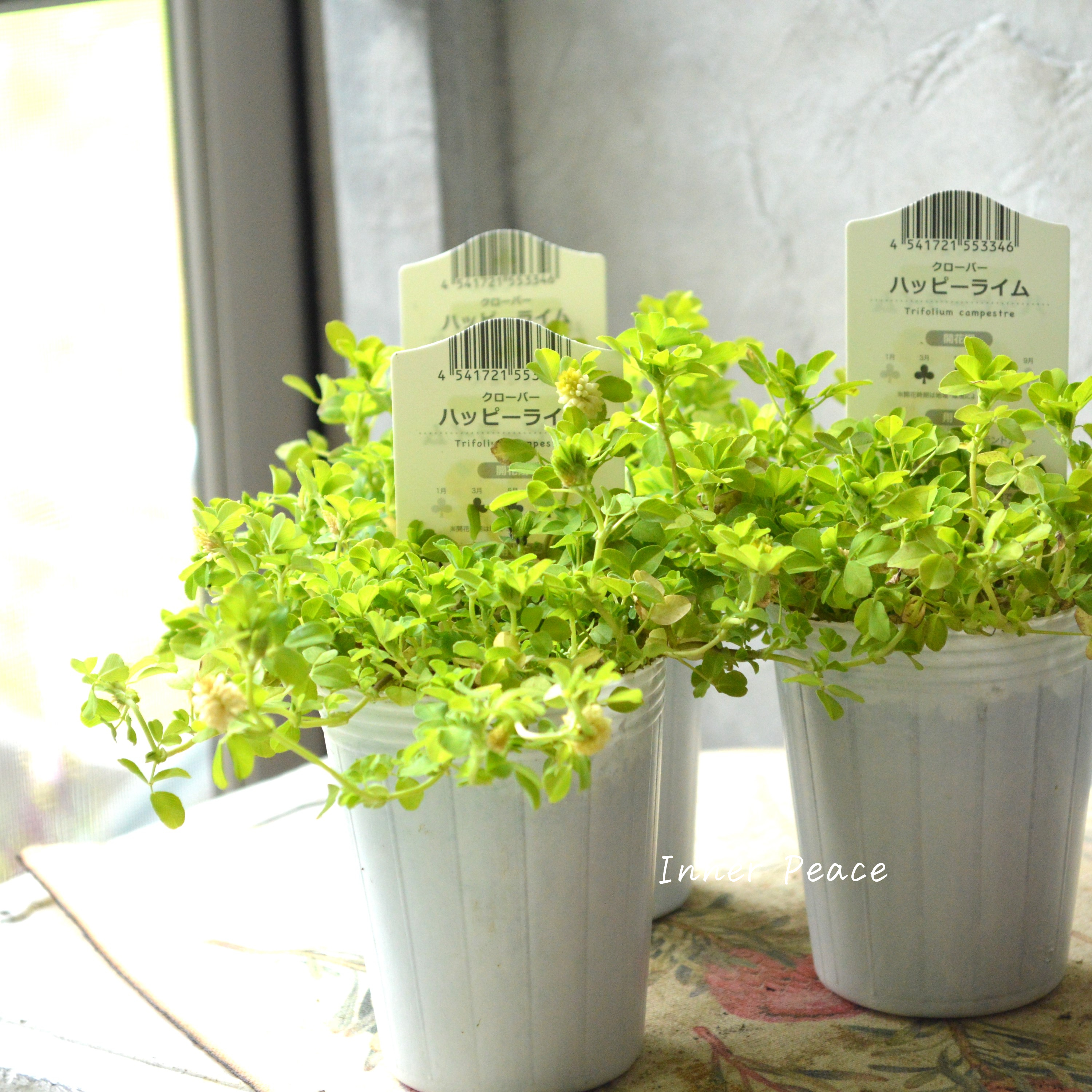 【爽やか】 クローバー 『ハッピーライム』 2.5寸ロングPOT