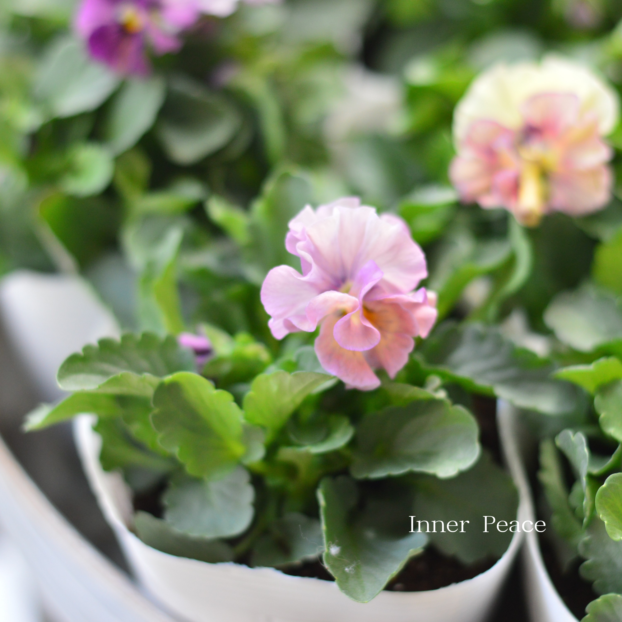 【かわいい】 ビオラ 『アイクルール』 3.5寸POT