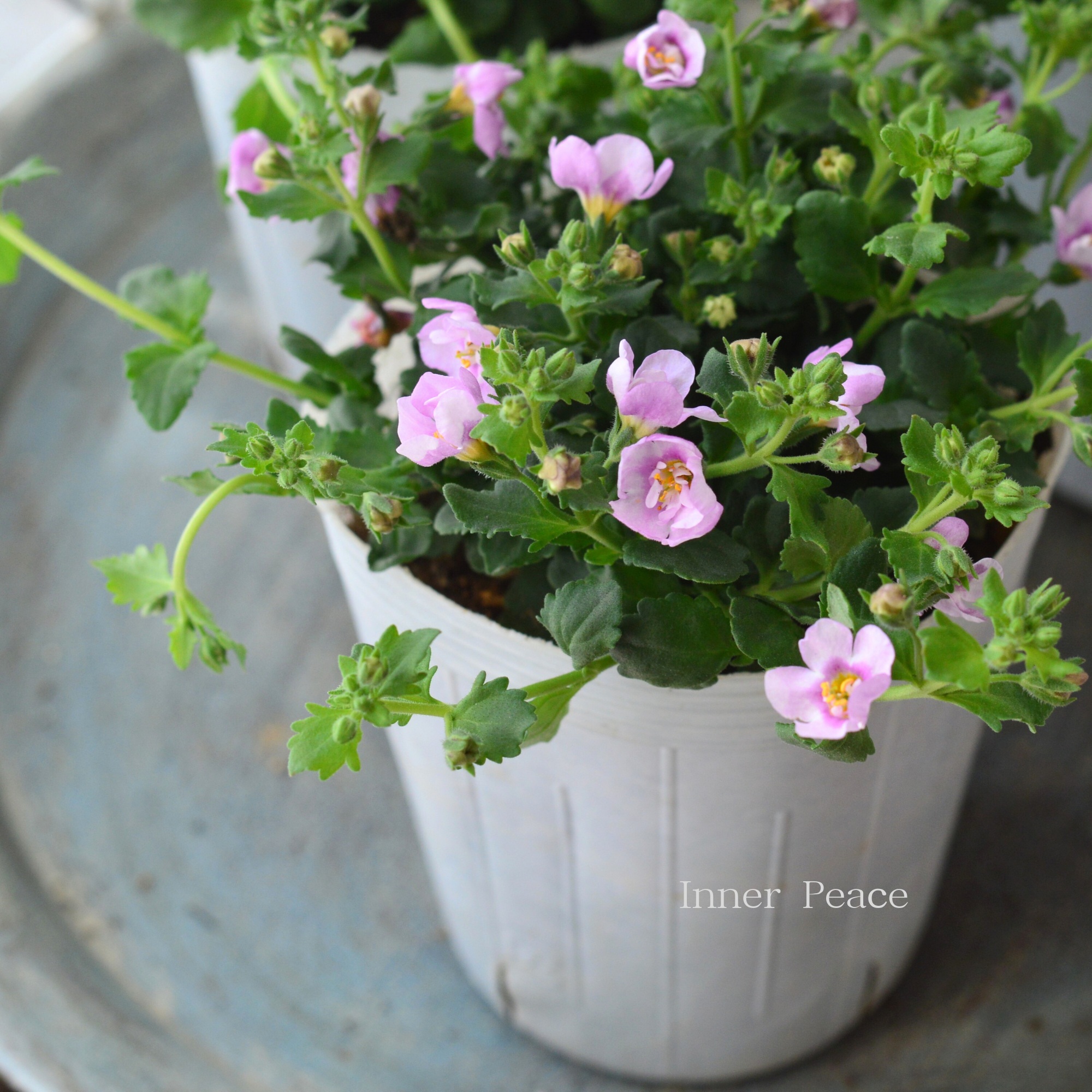 【2本植え】 バコパ 『スコピア ダブル・ピンク』 3寸ロングPOT