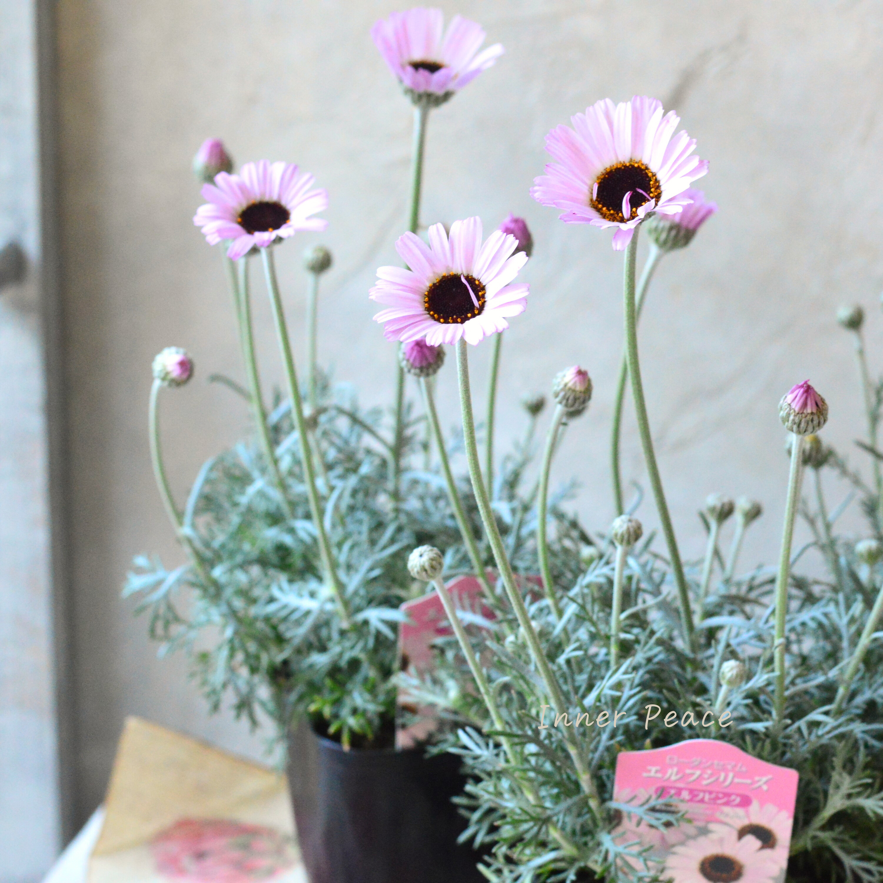 【大人かわいい】 ローダンセマム 『エルフピンク』 3.5寸ロングPOT