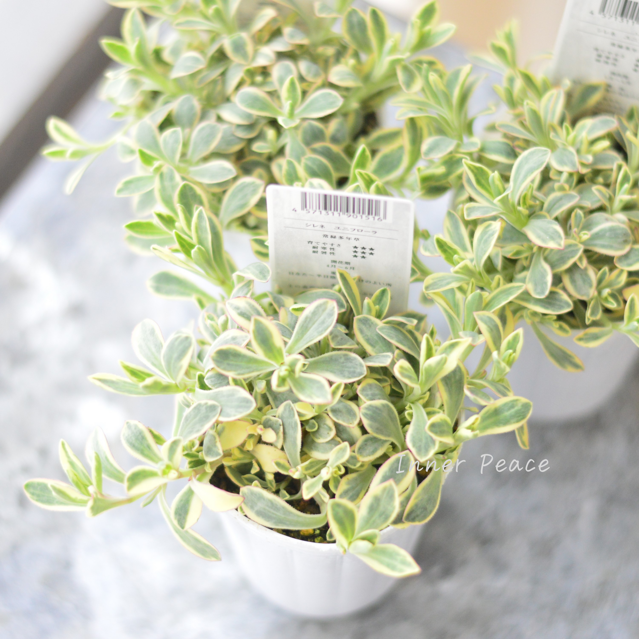 寒さに強い】 シレネ ユニフローラ 2.5寸POT