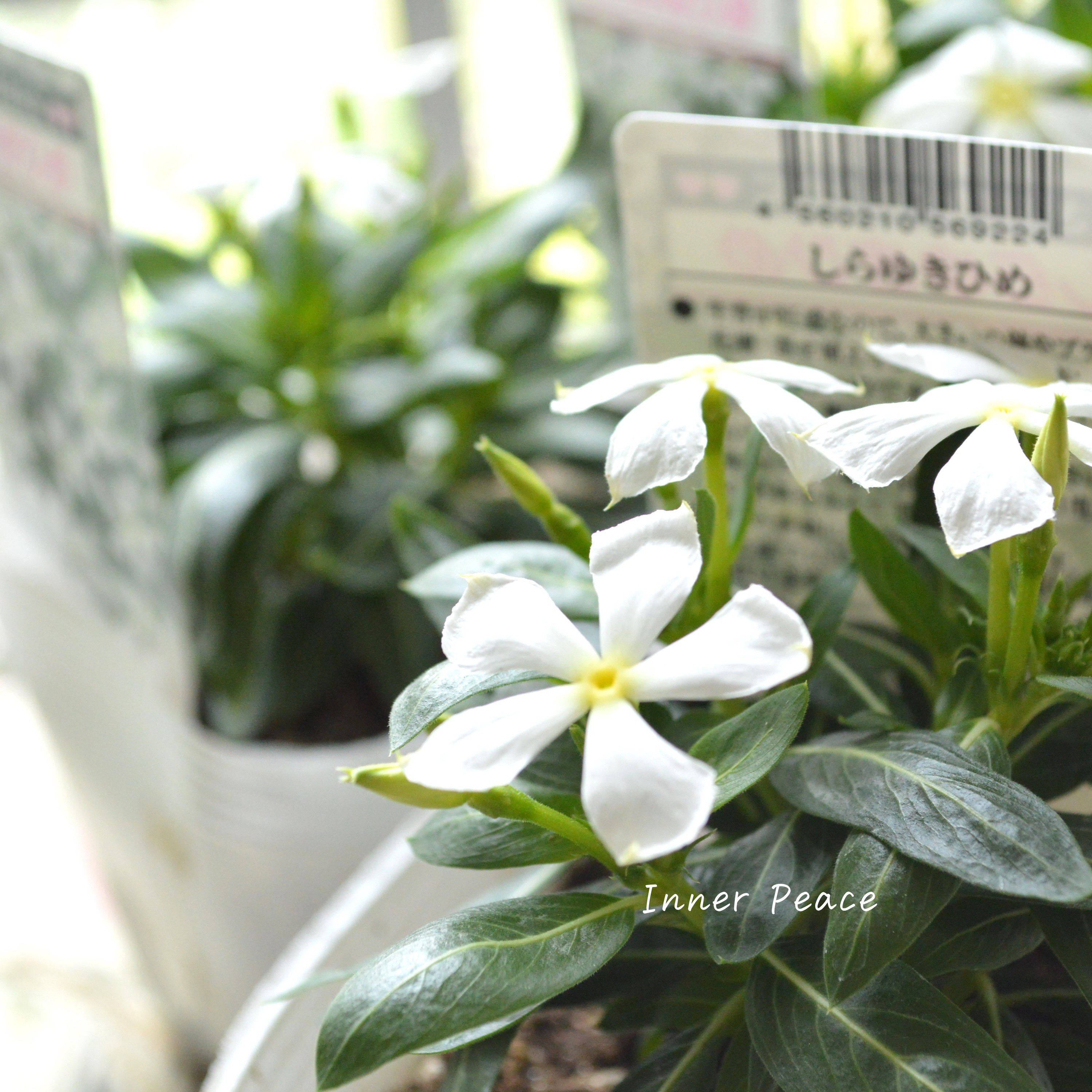 【北島園芸さん】 ニチニチソウ 『しらゆきひめ』 3.5寸POT