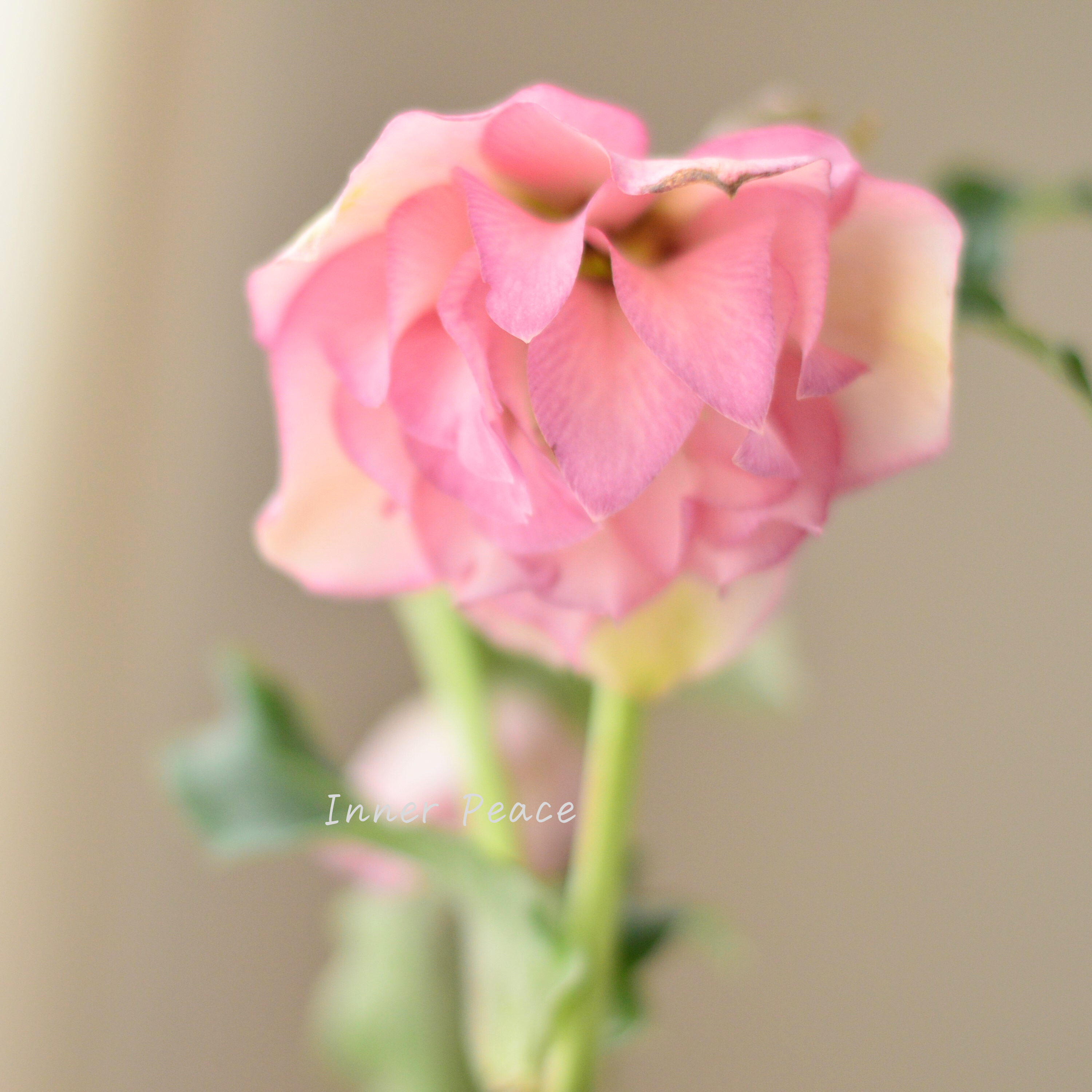 【希少】 吉瀬園芸さんのクリスマスローズ 『プレミアム・ダブル E』 4寸鉢