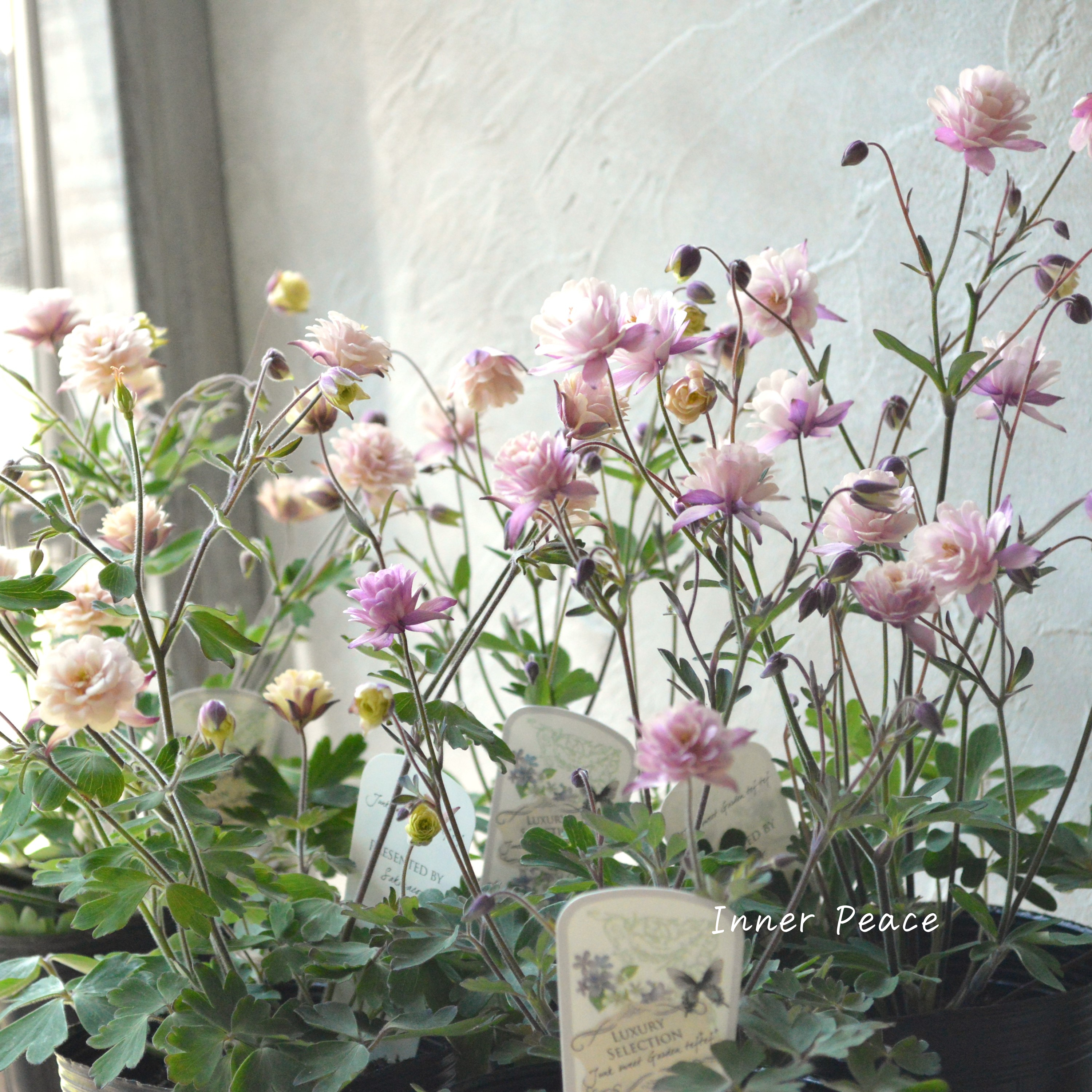 【tef*tef*さんオリジナル】 八重咲きオダマキ 『クラシカルセピア』 3.5寸ロングPOT