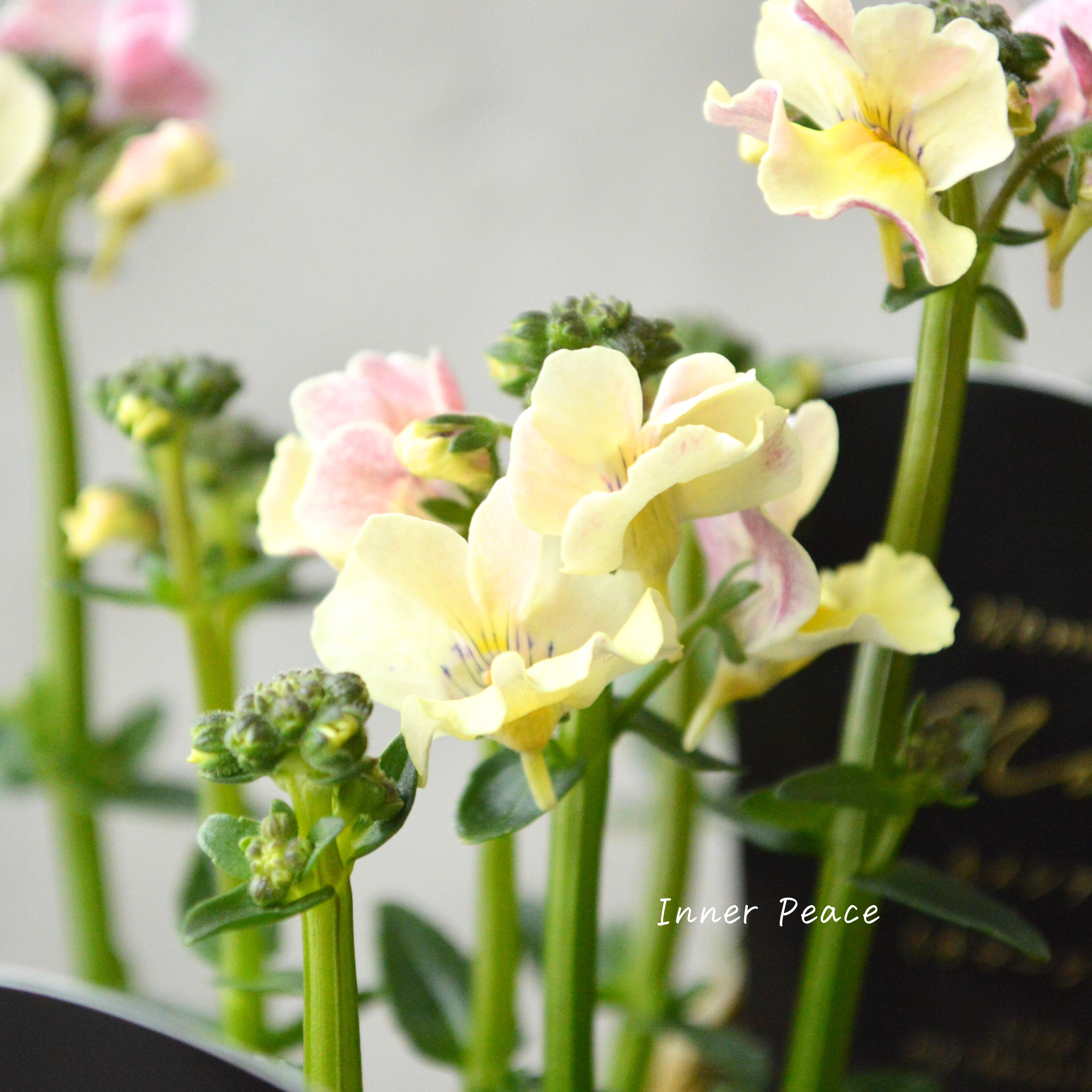 【花芳さん】 ネメシア 『マリー・オマージュパイン』 3.5寸POT