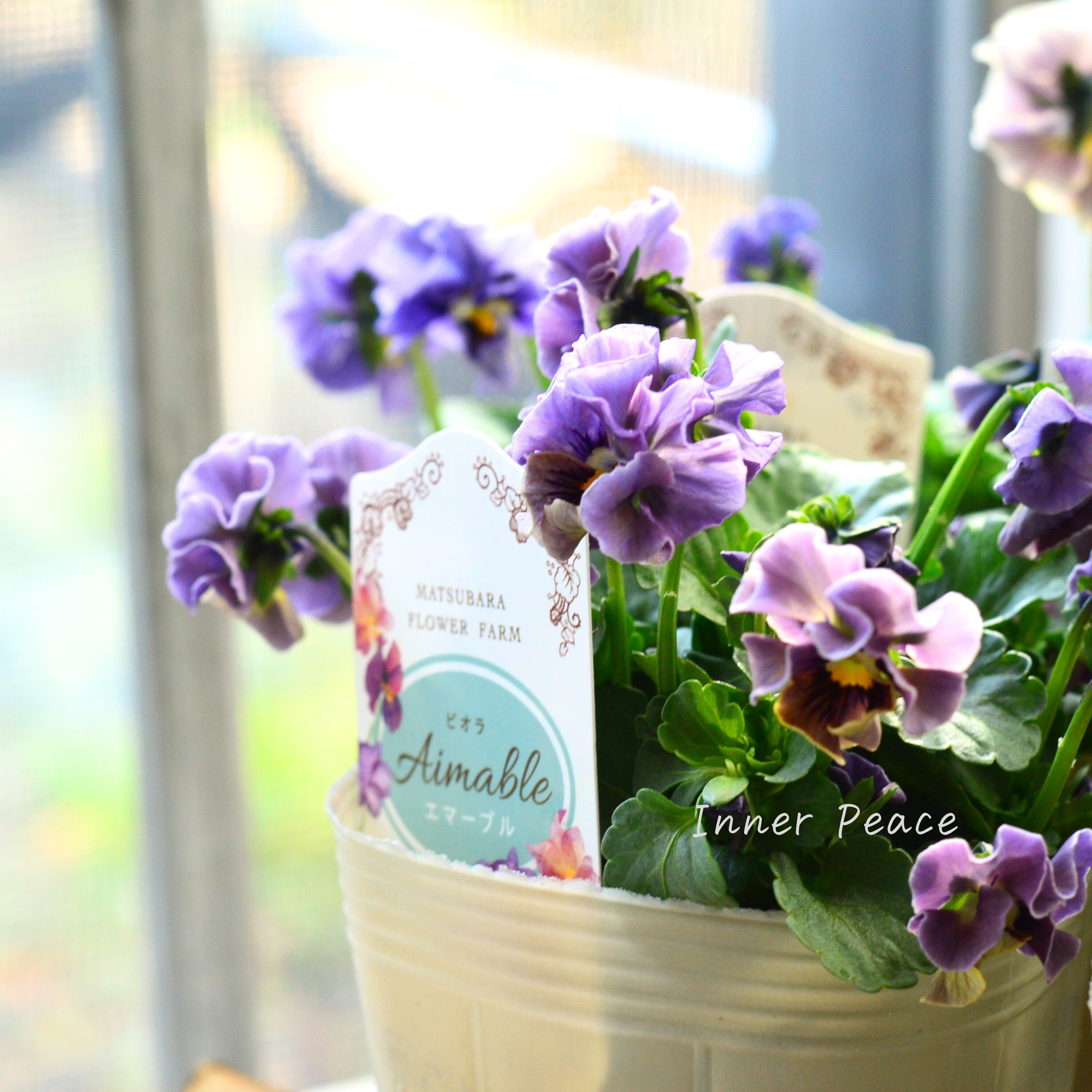 【マツバラフラワーファームさん】 ビオラ 『エマーブル・スタイリッシュグレイ』 3寸ロングPOT