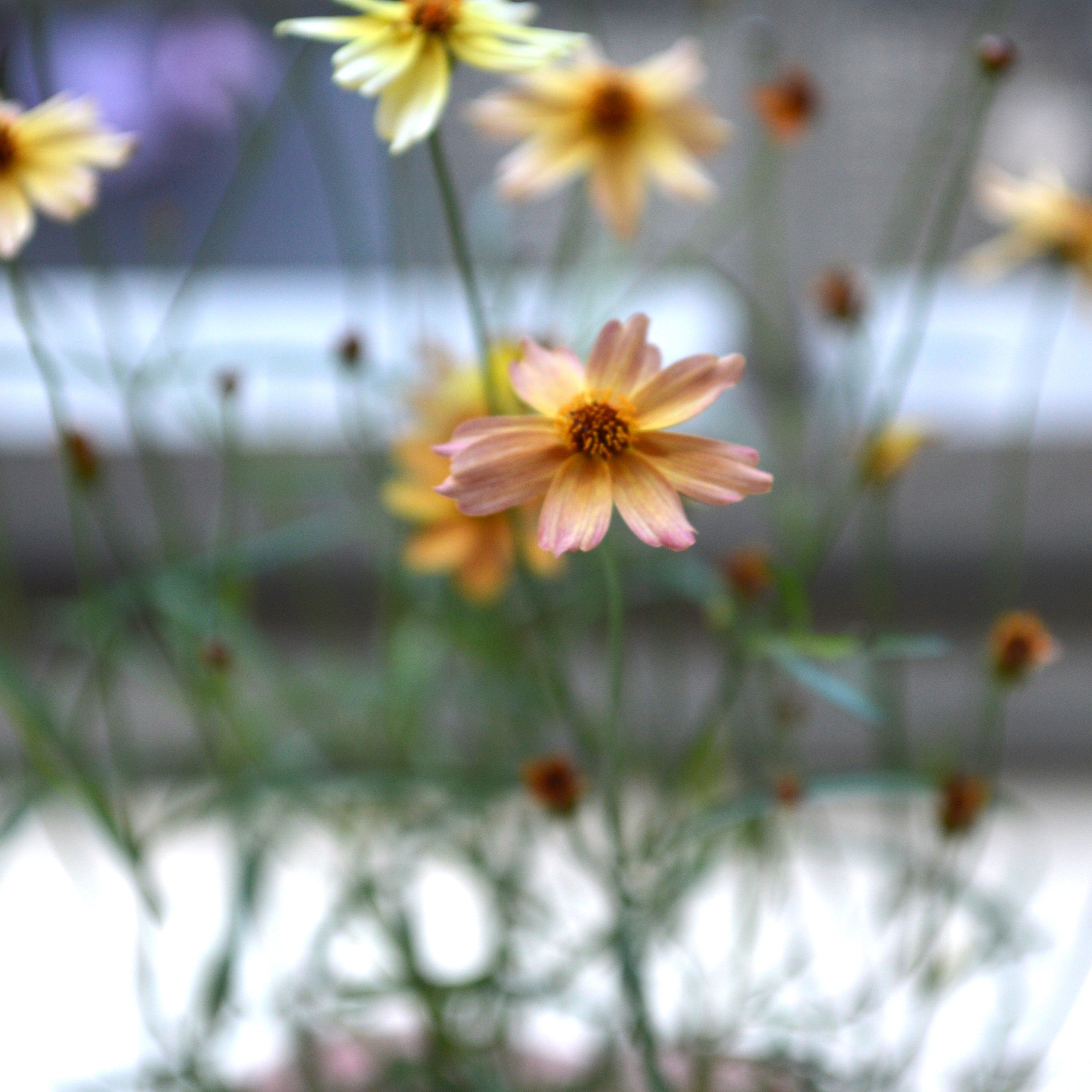 【アンティーク色】 コレオプシス『ウリドリーム・サンセット』 3寸POT