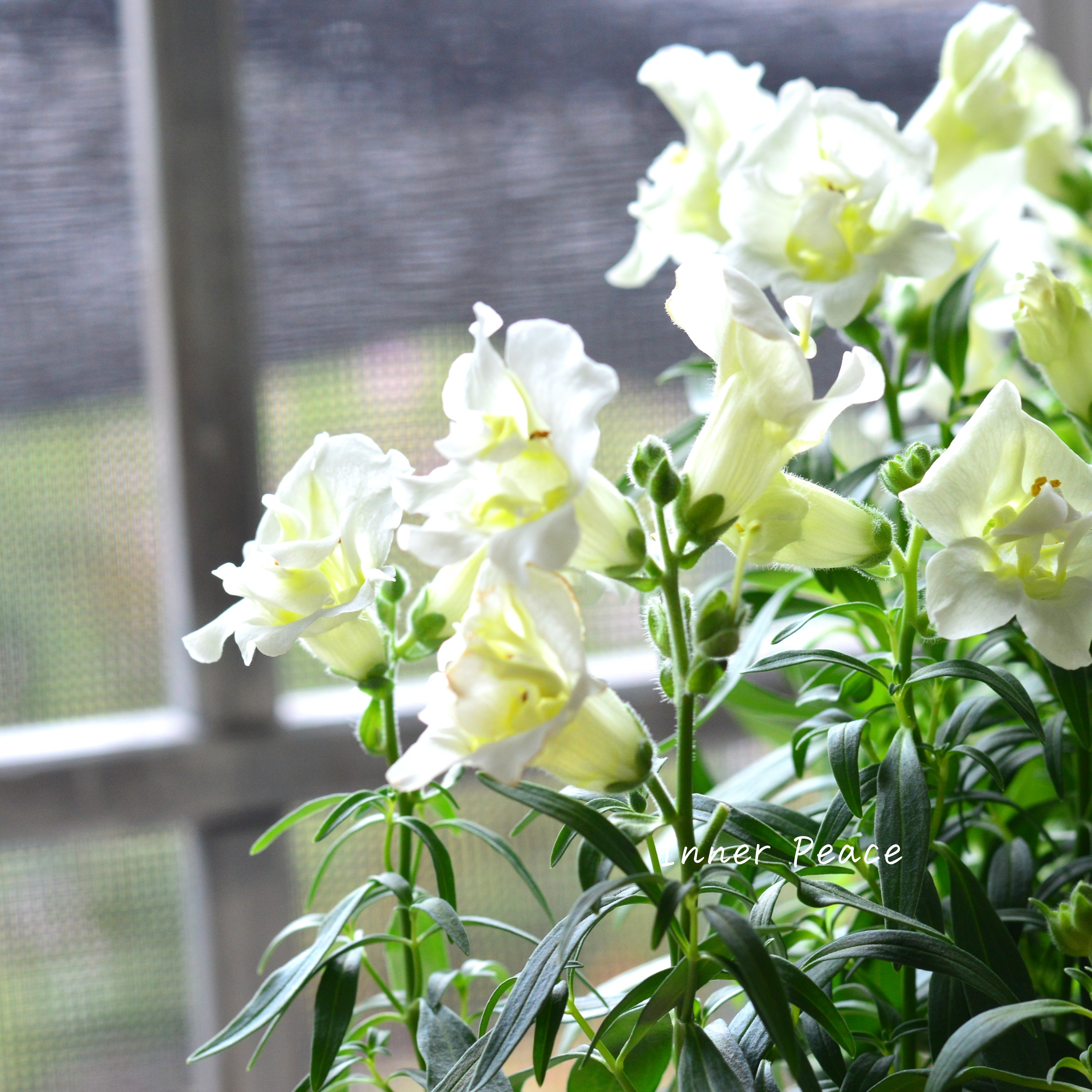 【かわいい】 キンギョソウ・トゥイニー 『ホワイト』 3寸ロングPOT