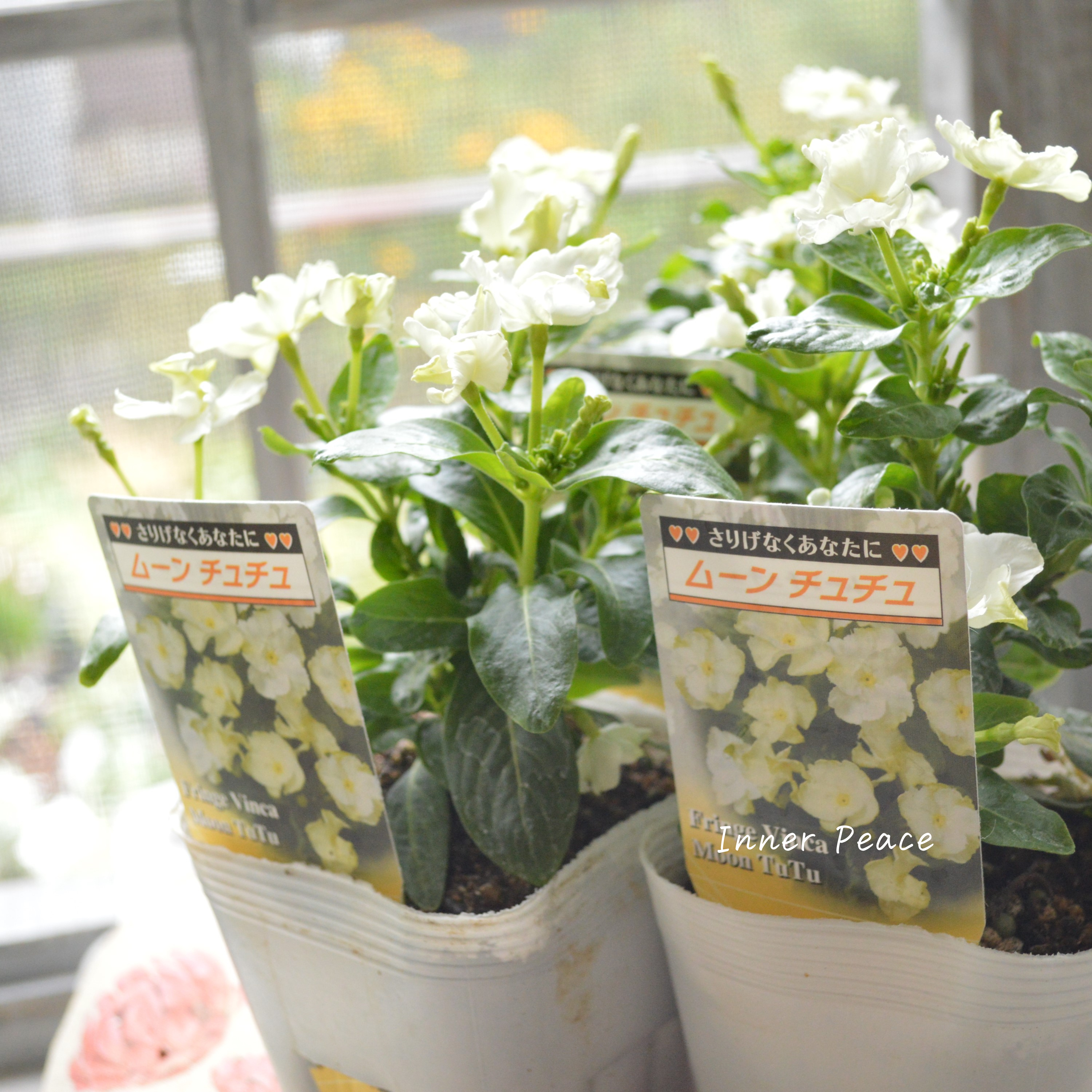 【北島園芸さん】 ニチニチソウ 『ムーンチュチュ』 3.5寸POT