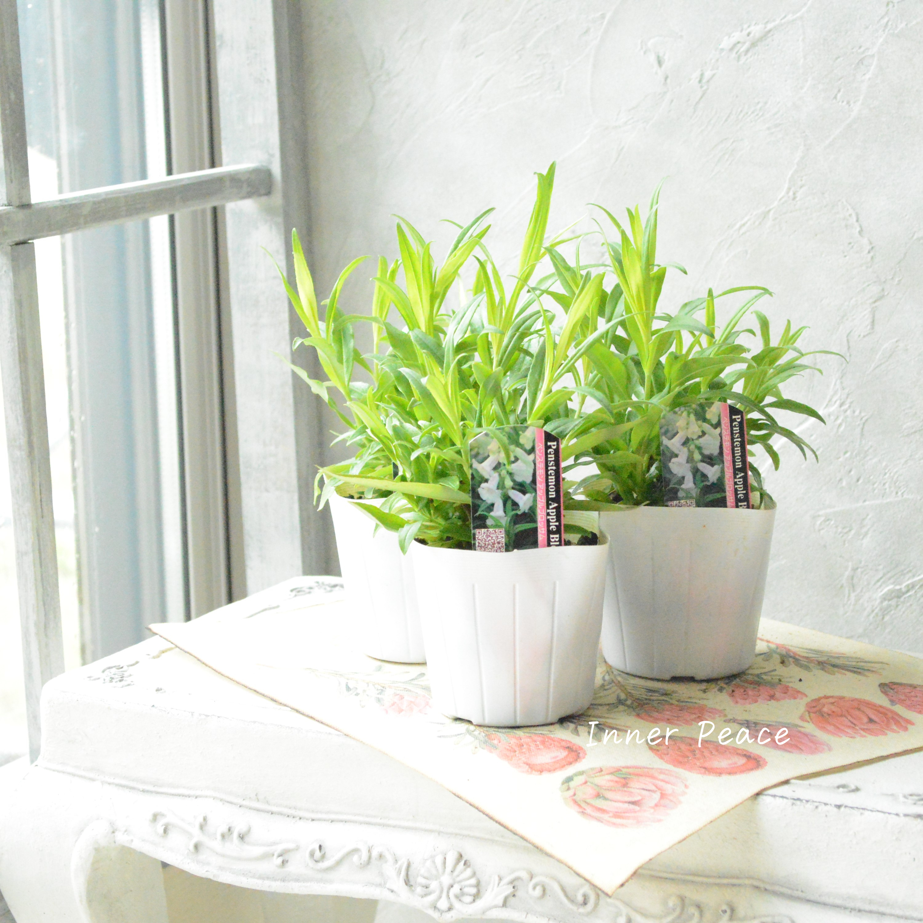 【宿根草】 ペンステモン 『アップルブロッサム』植え込み用 3.5寸POT