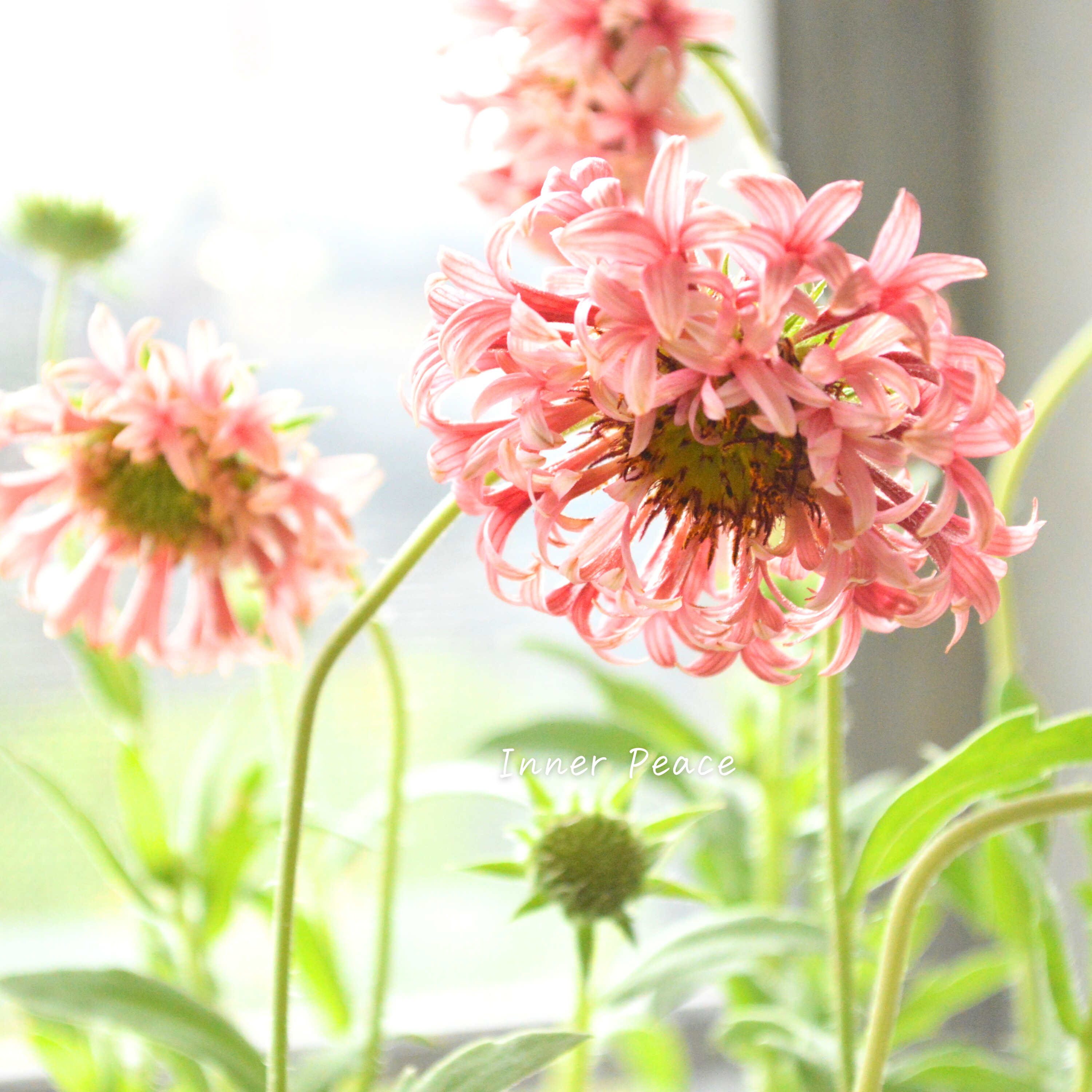 【人気】 ガイラルディア 『フルーティ・ラズベリー』 3寸ロングPOT