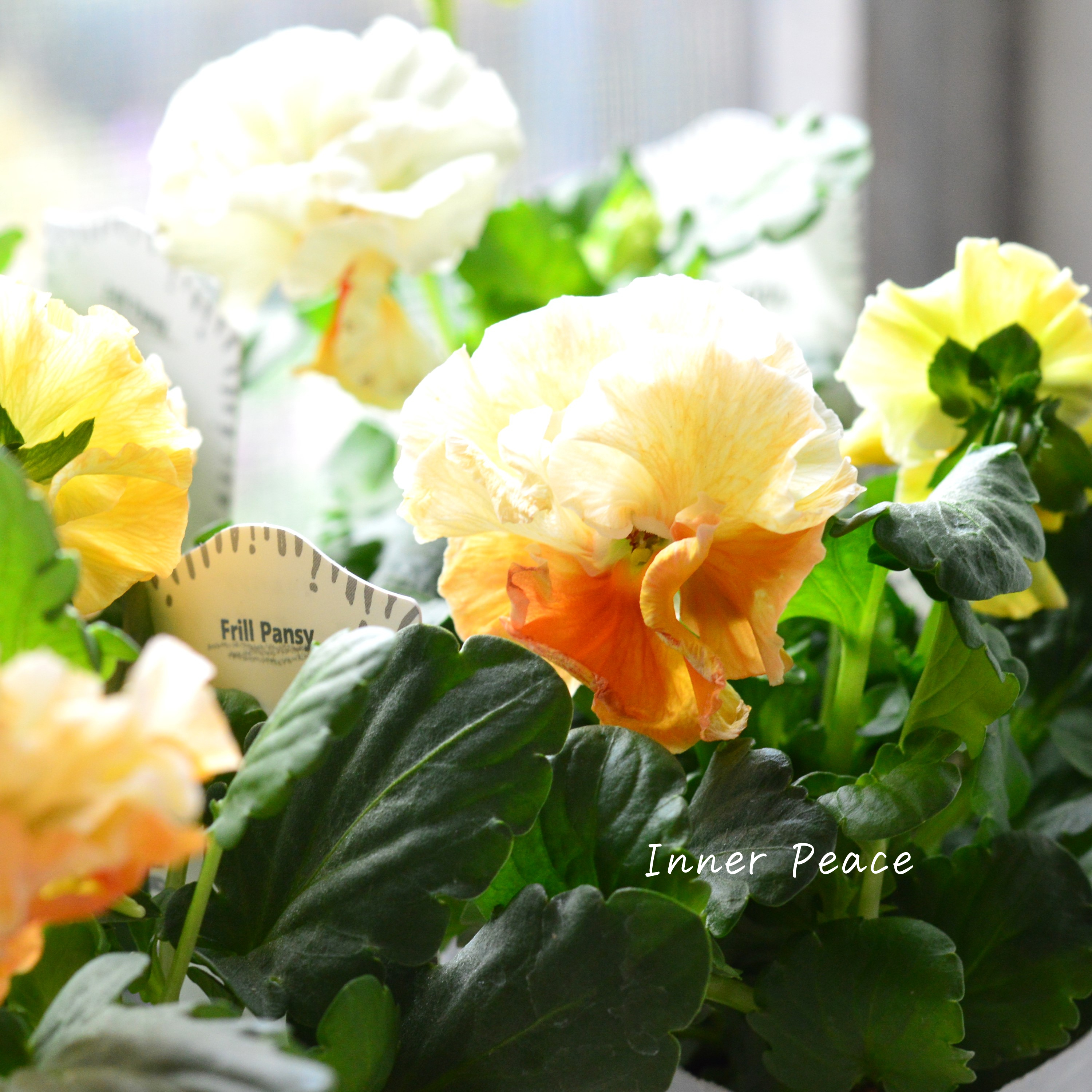 【湘南Berryさん】 フリルパンジー 『シュガーボンボン・オレンジ系』 3寸POT