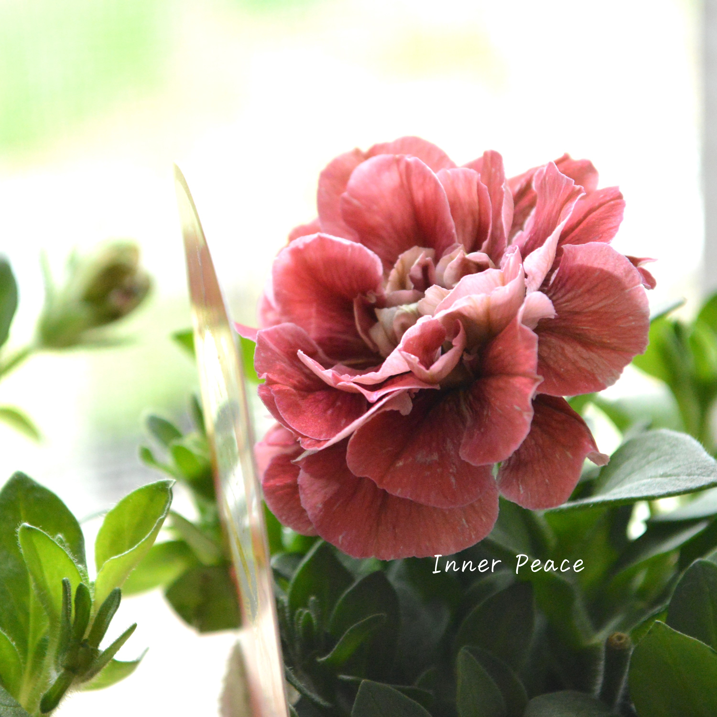 【花日和さんオリジナル】 ペチュニア 『ホイップマカロン・ビターロッソ』 3寸ロングPOT