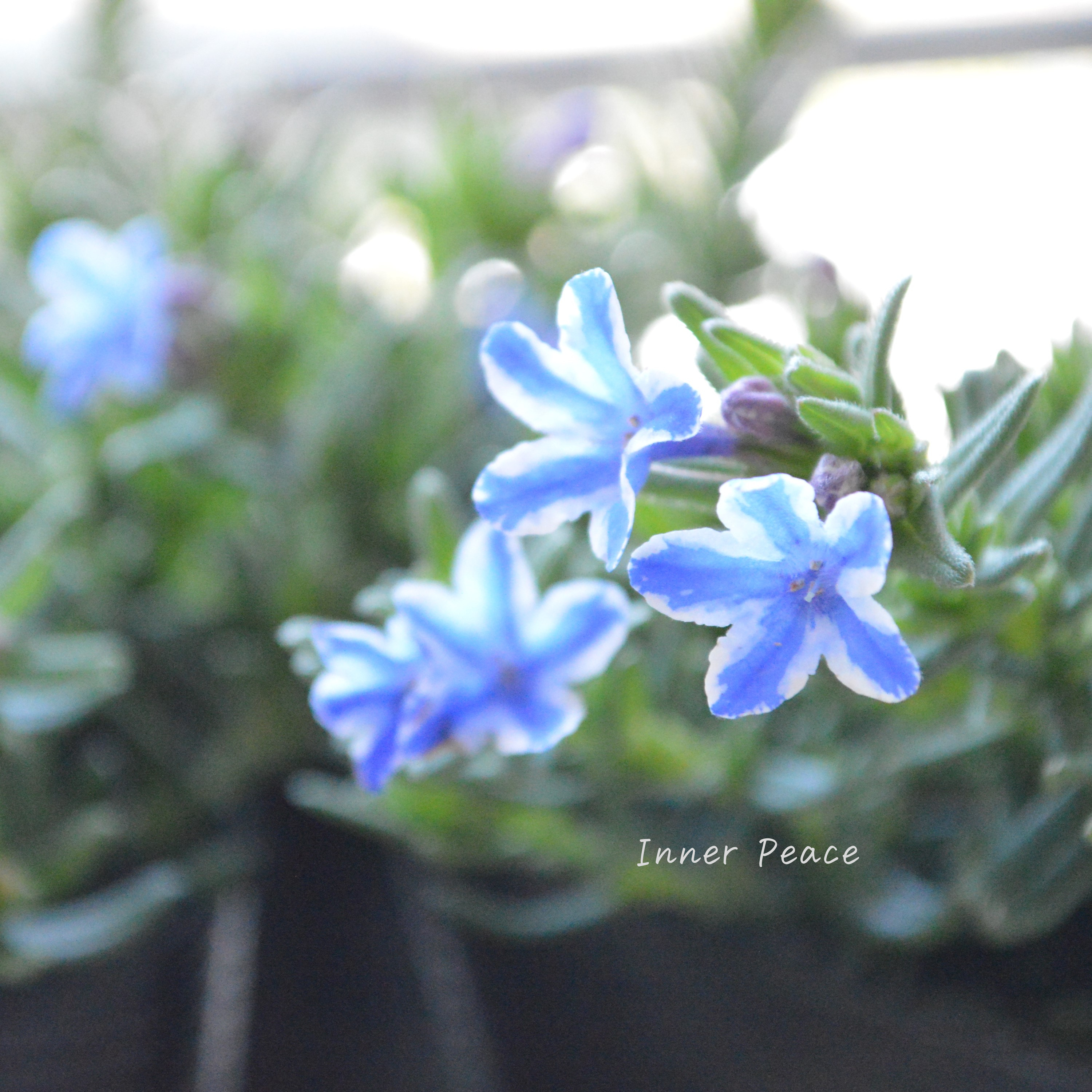 【美しい】 ミヤマホタルカズラ 『リソドラスター』 3.5寸POT