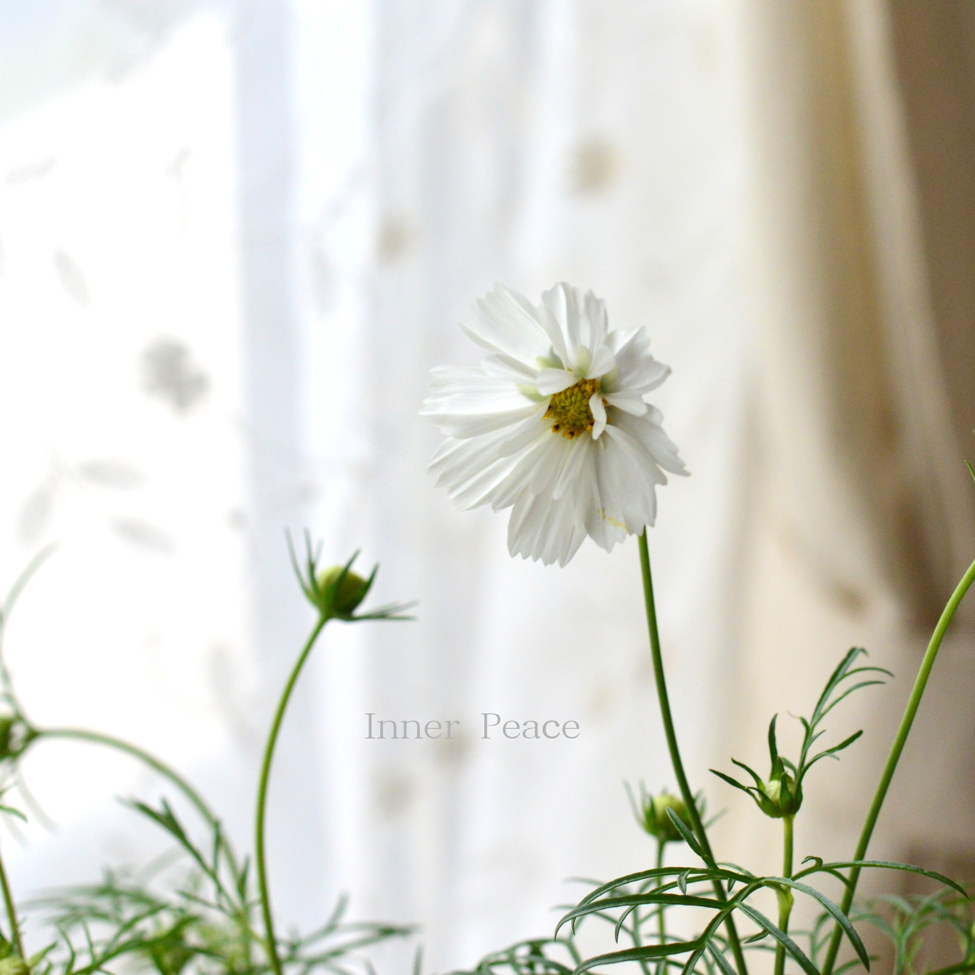 【人気】 コスモス 『ダブルクリック・スノーパフ』 3寸ロングPOT