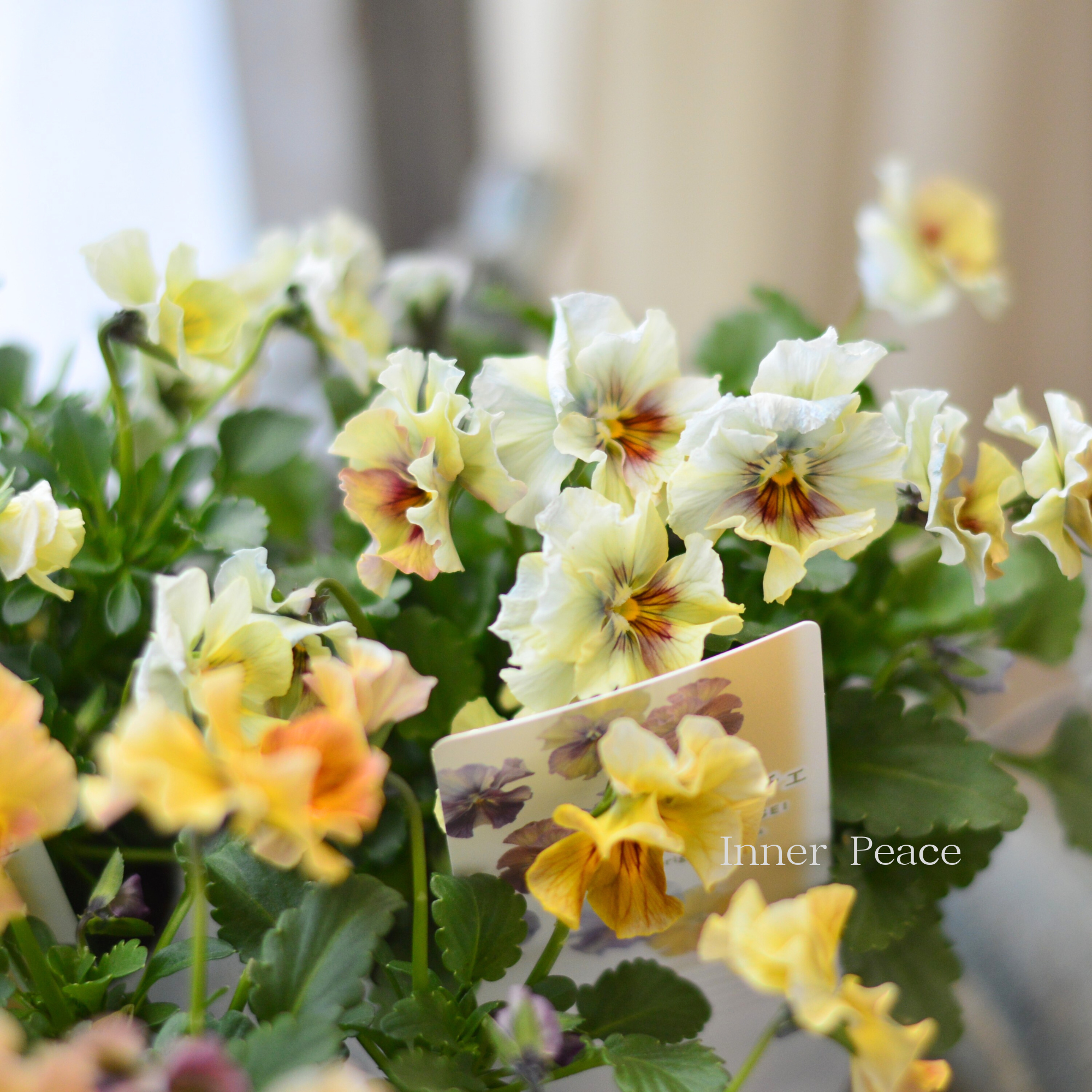 【ステキ】 北島園芸さんのビオラ 『コルティルーチェ・暖色系』 3.5寸POT