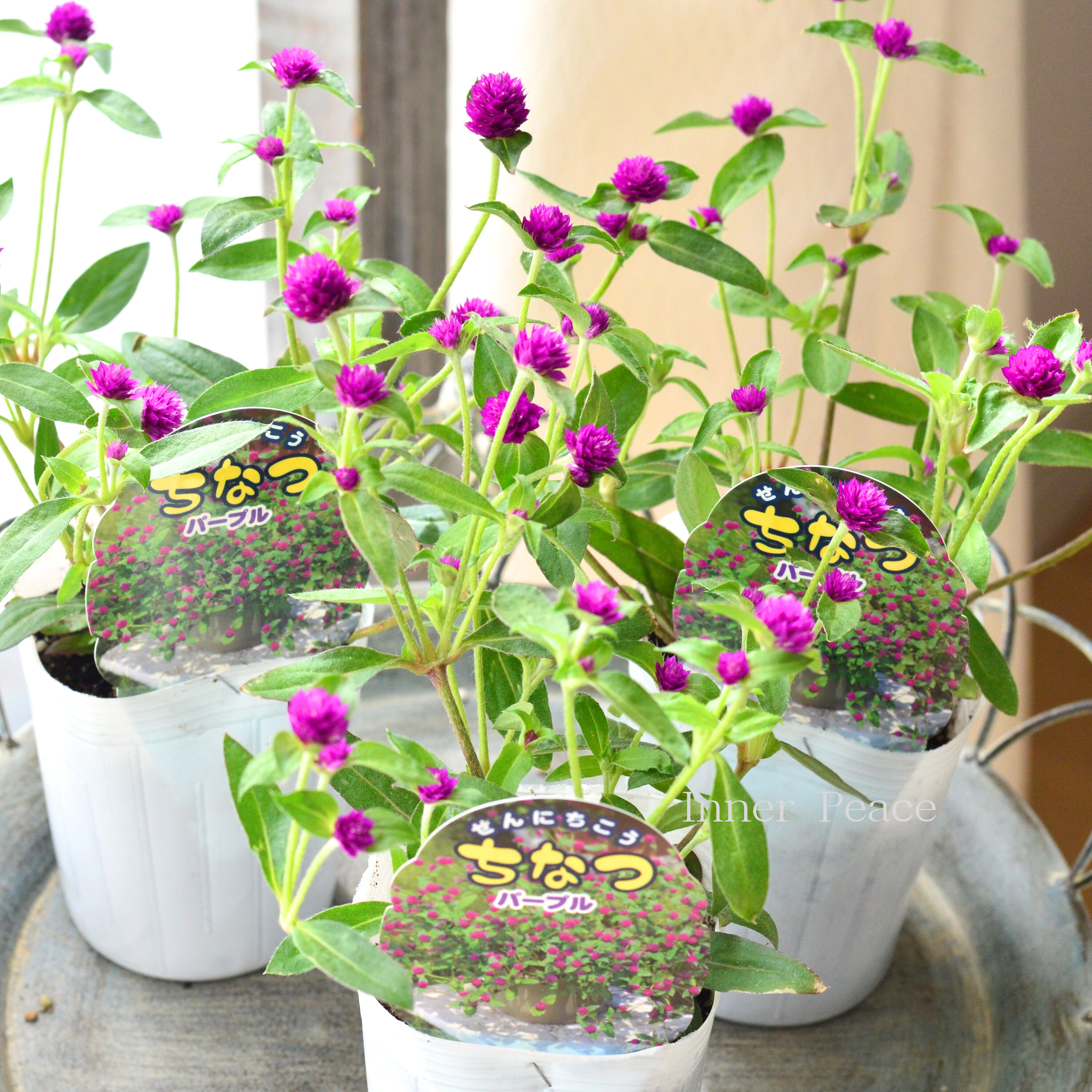 【寄せ植えに】 千日紅 『ちなつ・パープル』 3寸ロングPOT