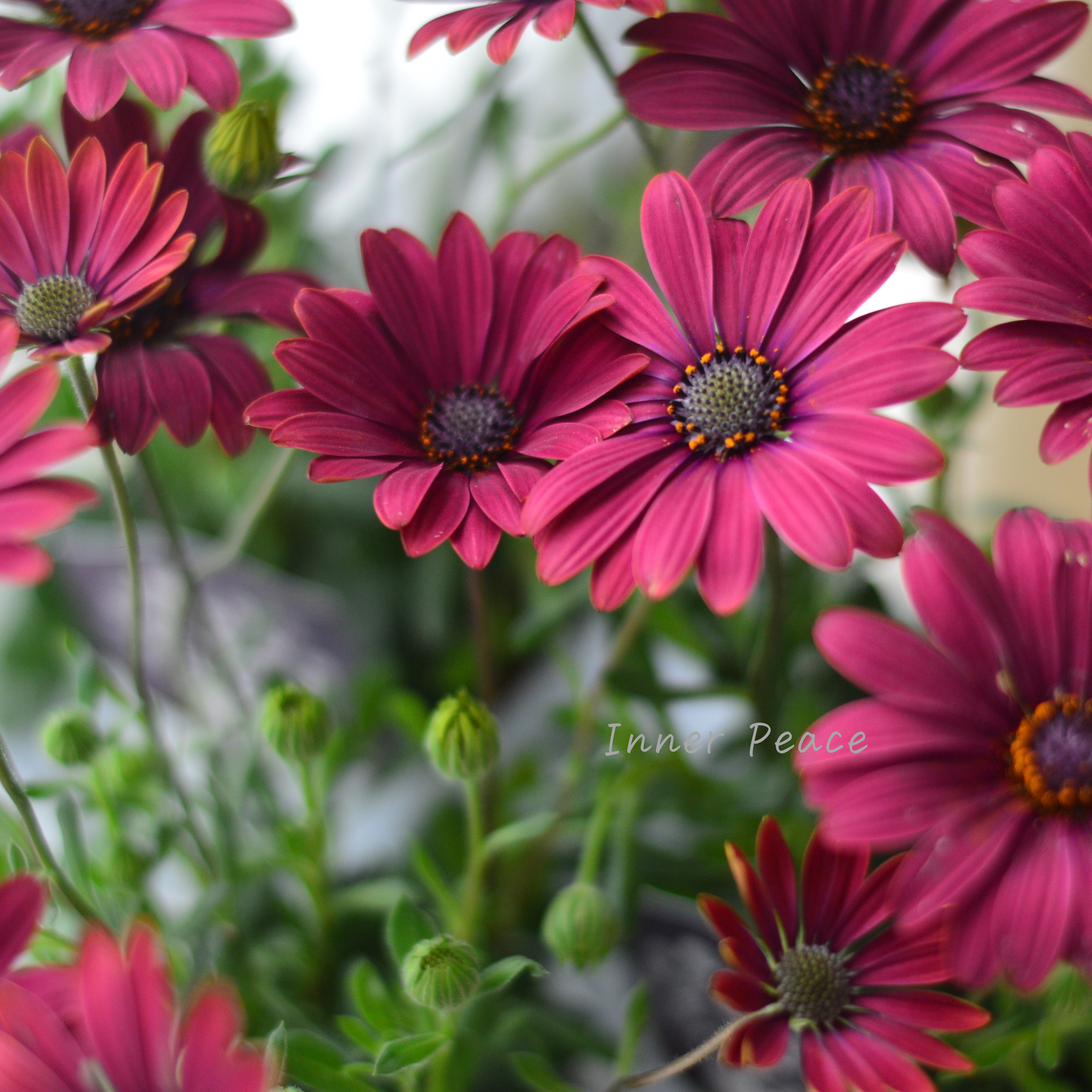 【希少】 ナラフラさんのオステオスペルマム 『ノクターンルージュ』 3寸ロングPOT