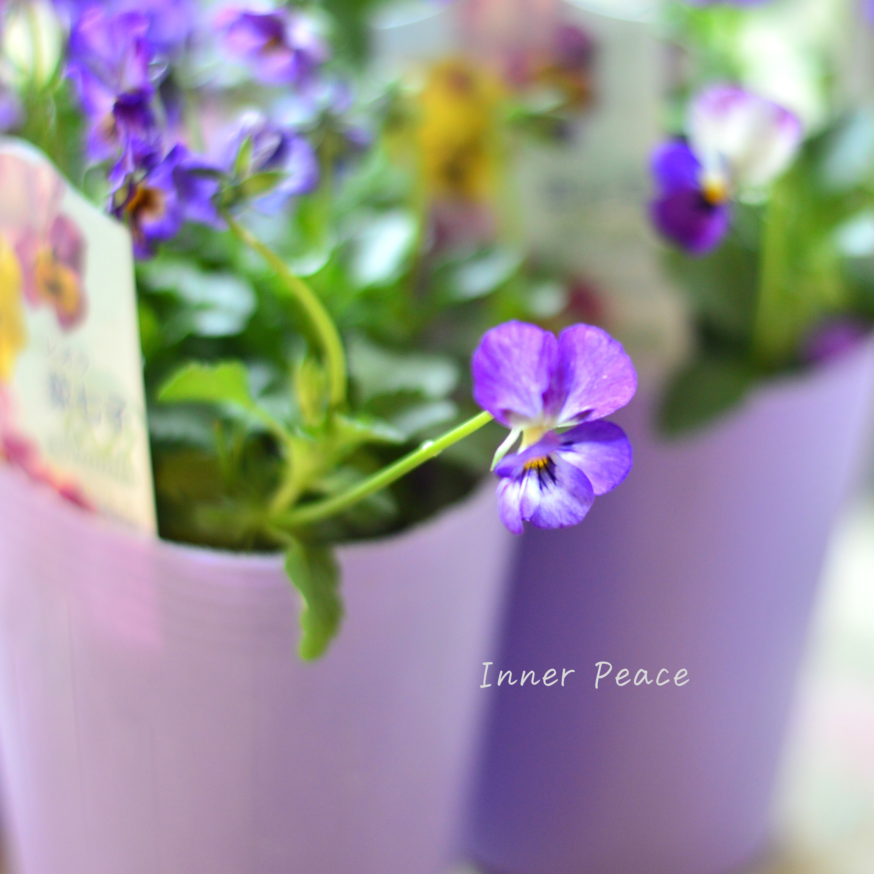 【花夢園芸さん】 ビオラ 『菜七子・Aタイプ』 3寸ロングPOT