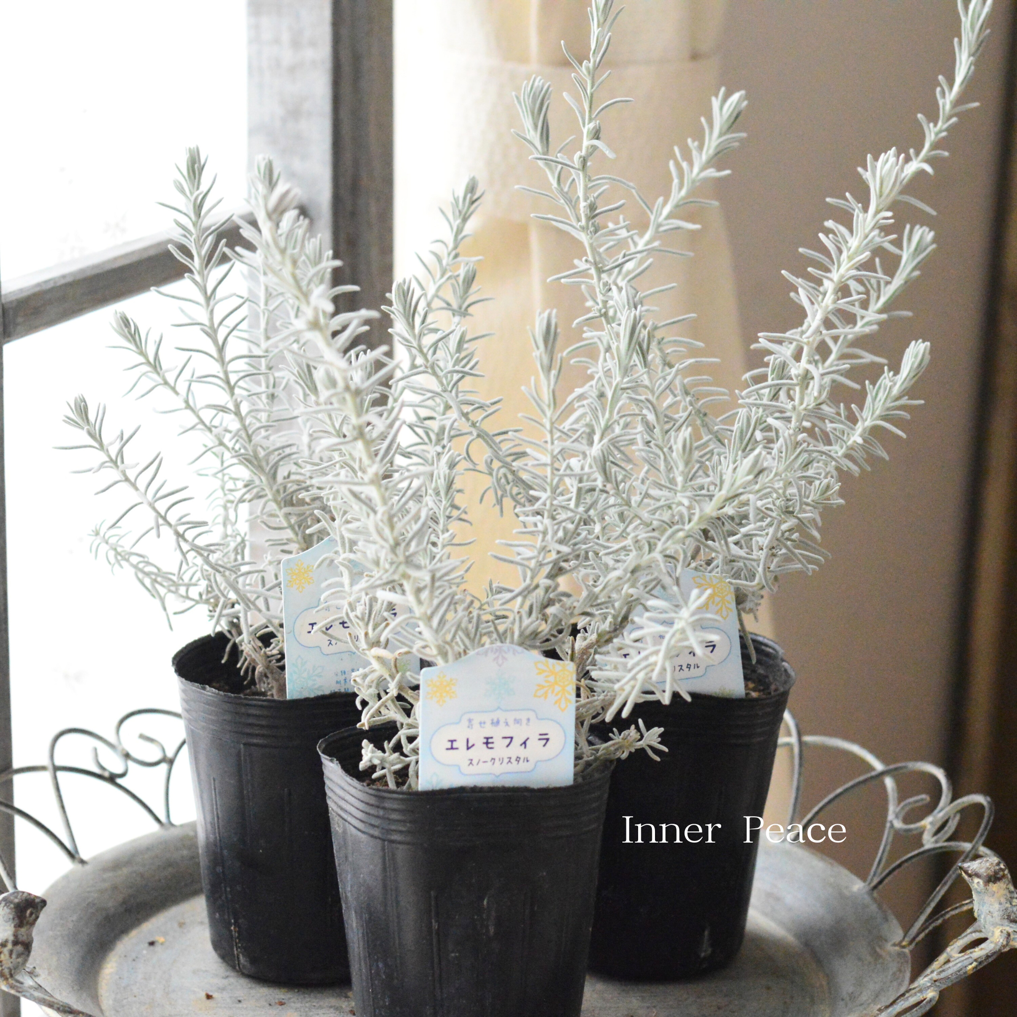 【美しい】 エレモフィラ スノークリスタル 3寸ロングPOT