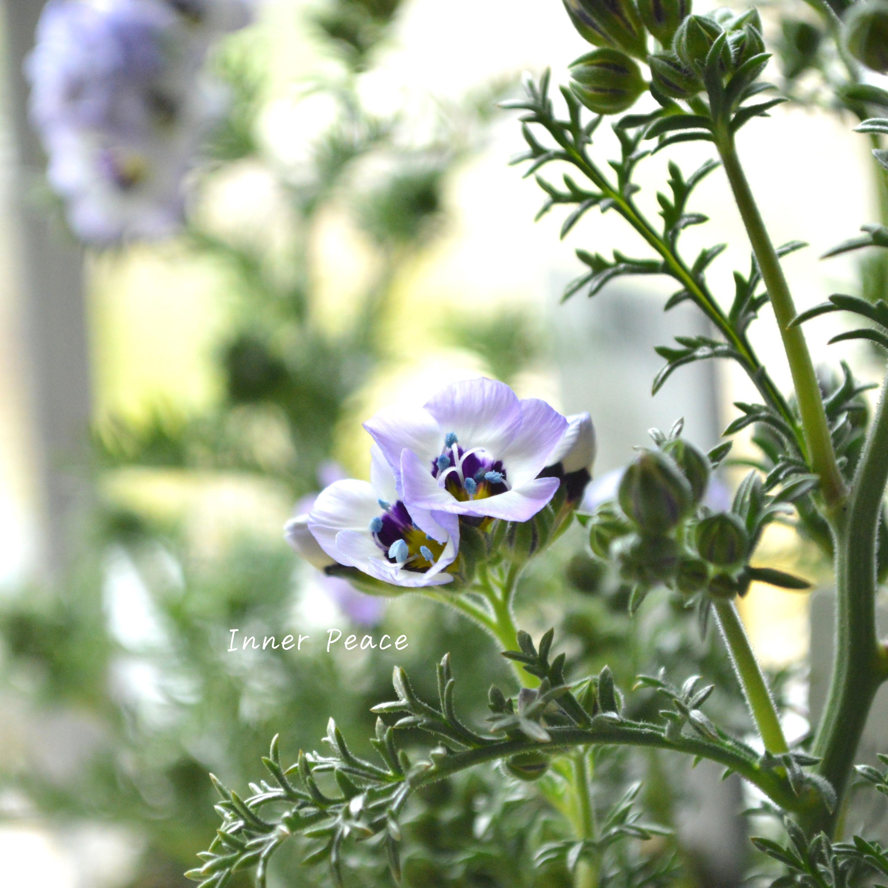 【美しい】 ギリア 『トリコロール』 3寸POT