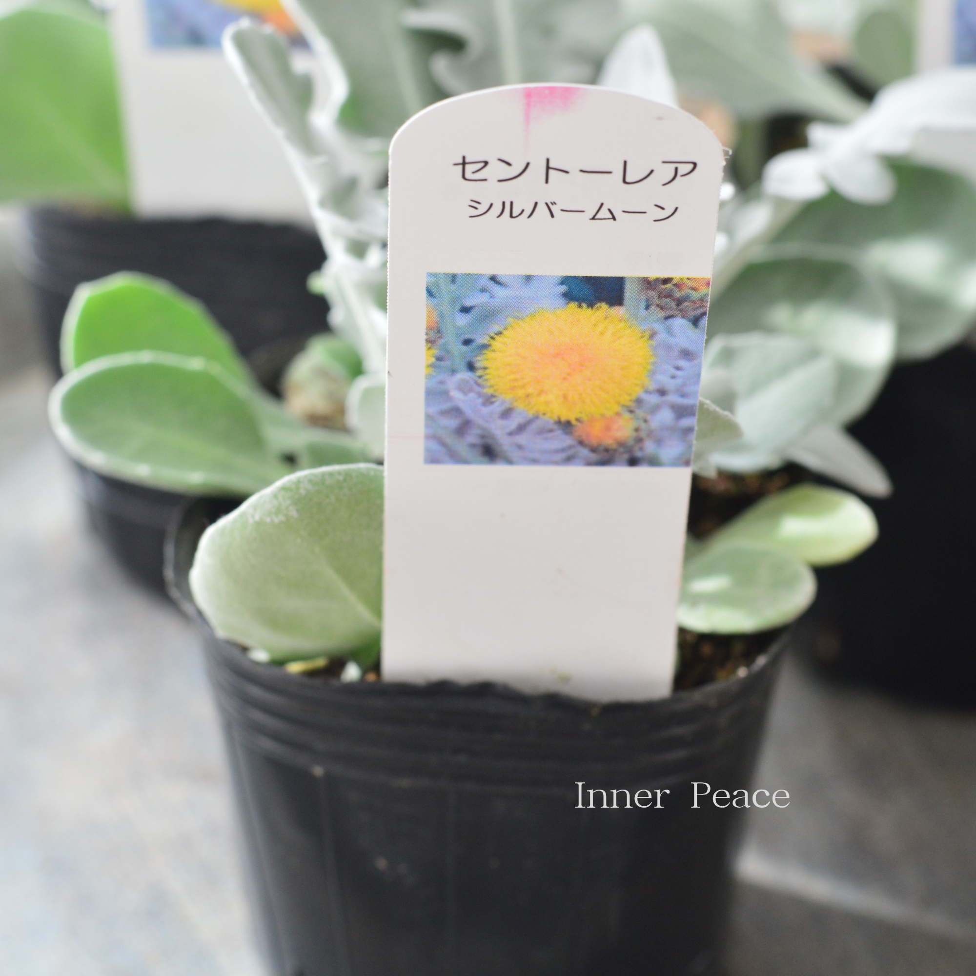 【暑さ寒さに強い】 セントーレア(矢車草)『シルバームーン』 3寸POT