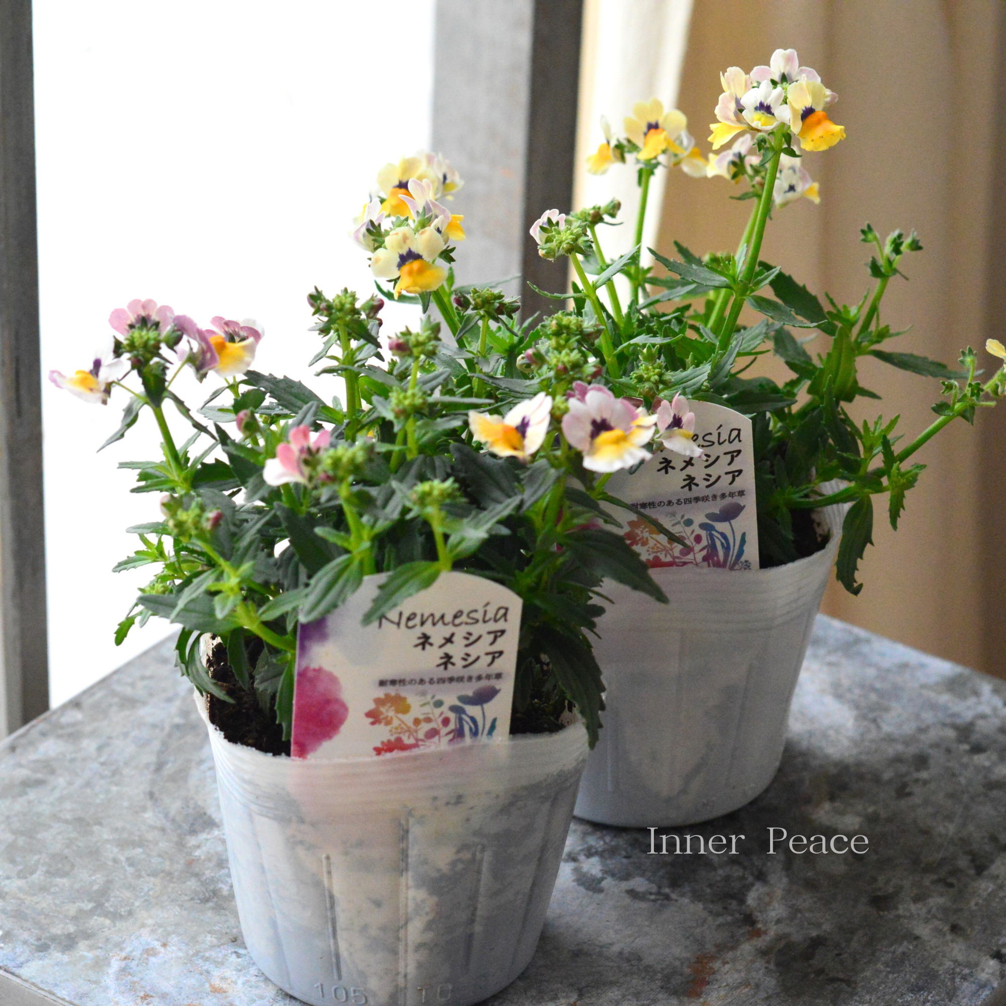 【宿根】 大輪ネメシア・ネシア 『バナナベリー』 3.5寸POT