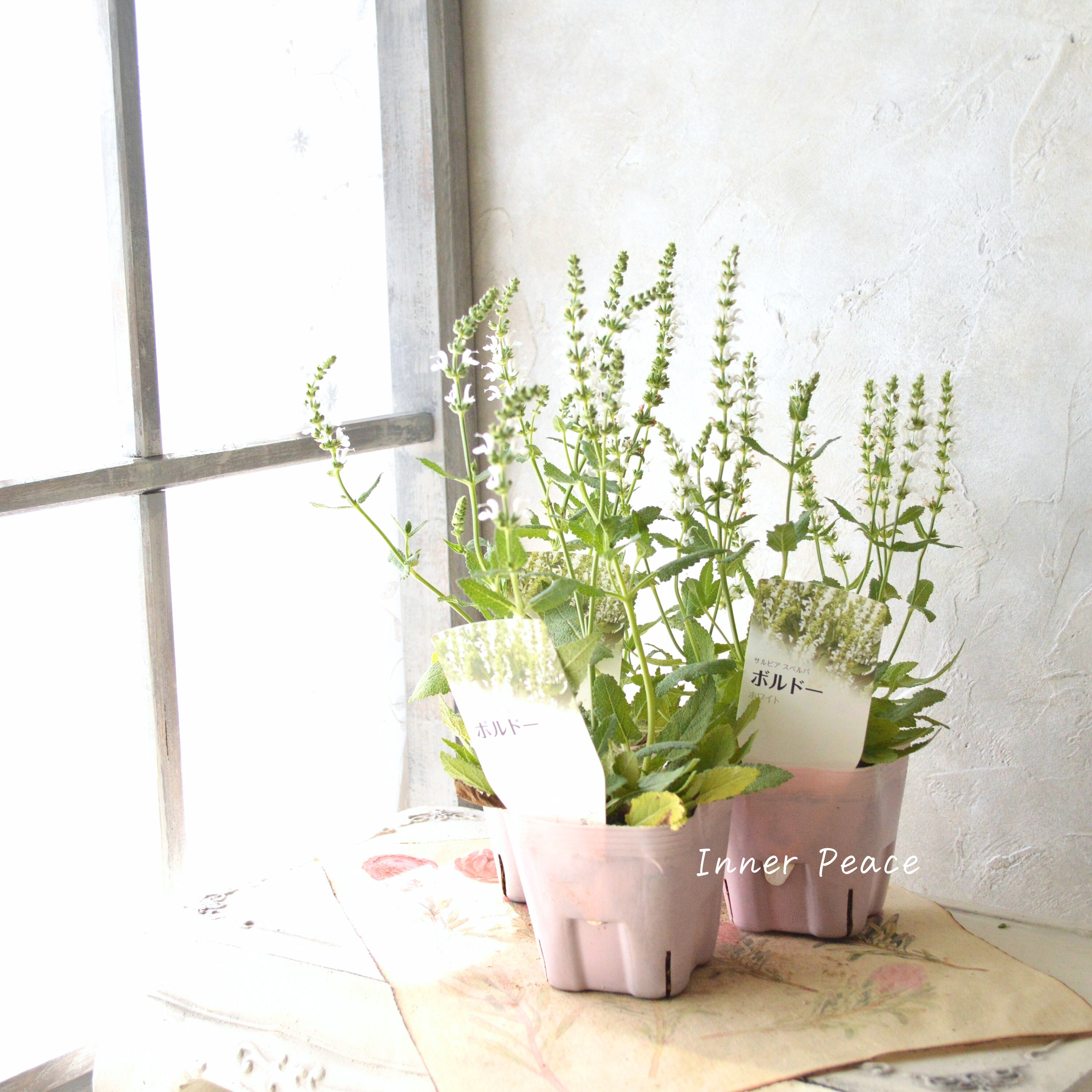 【宿根】 サルビア 『スペルバ・ボルドー ホワイト』 3.5寸POT