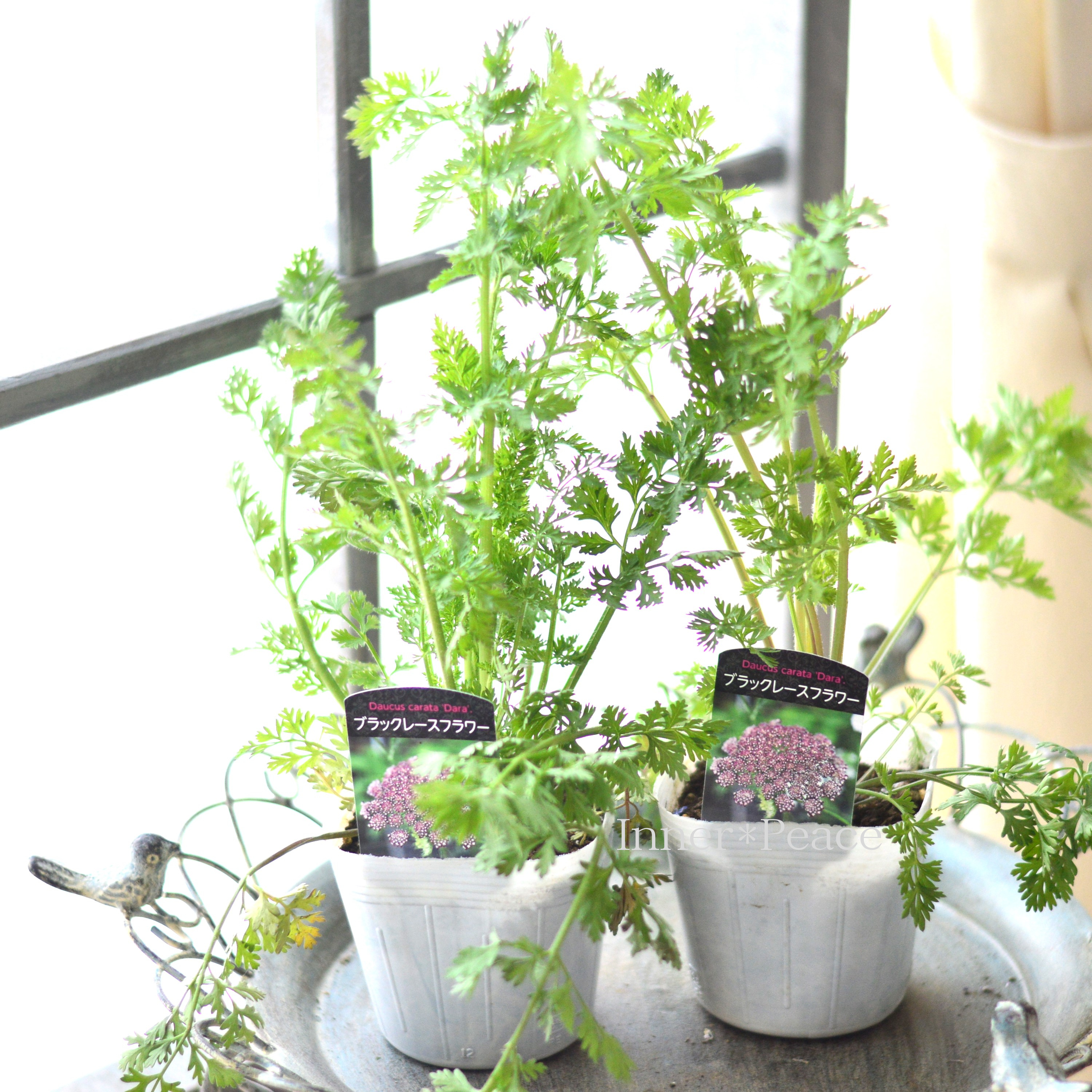 【シック】 ダウカス 『ダーラ』~ブラックレースフラワー~ 植え込み用 3寸ロングPOT