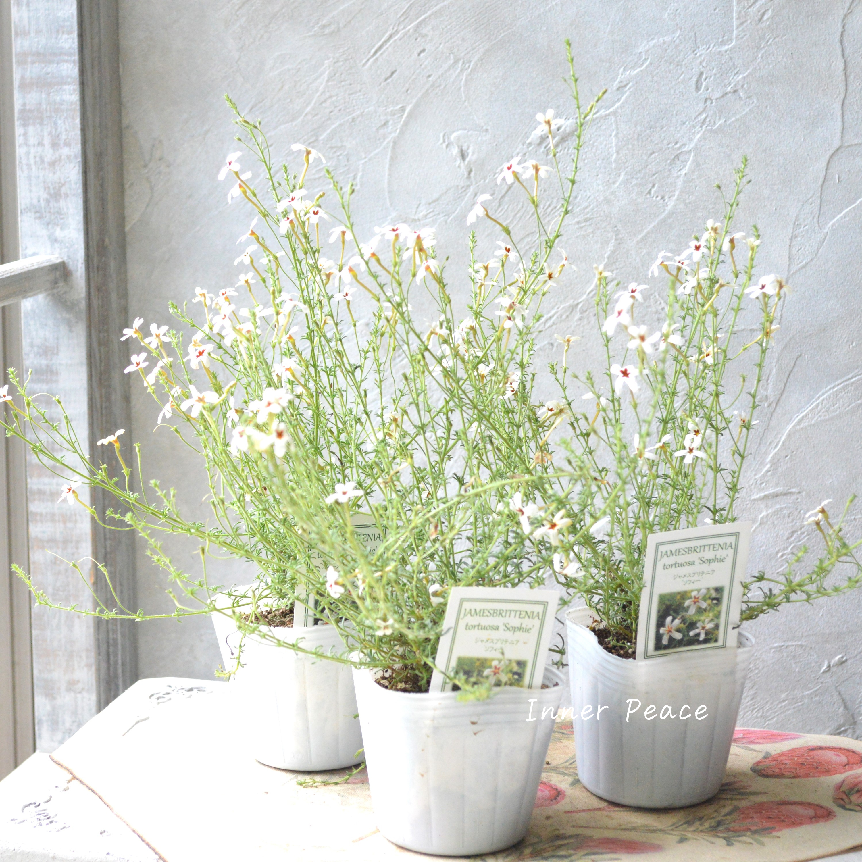 【暑さに強い】 ジャメスブリテニア 『ソフィー』 3寸POT