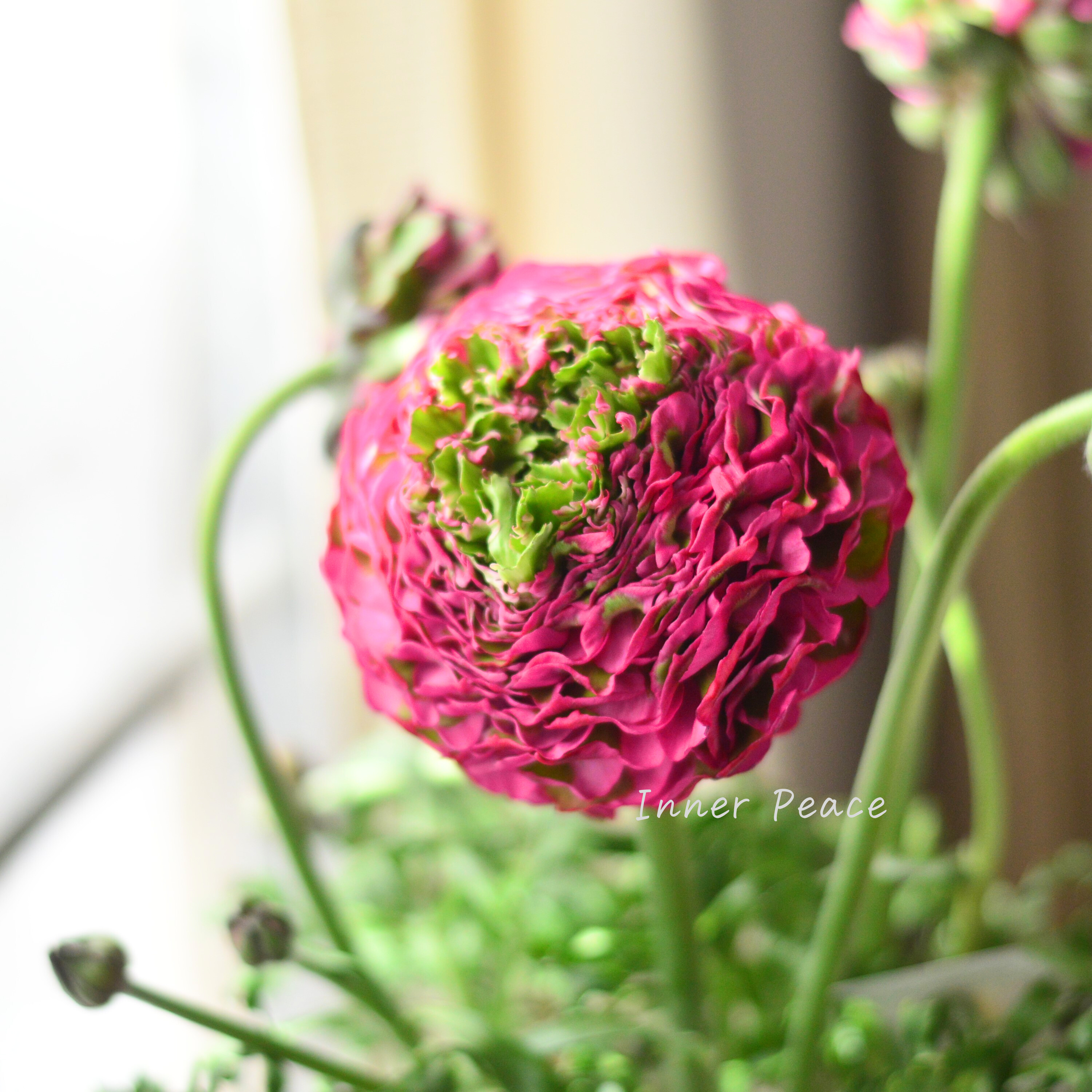 【希少】 ラナンキュラス・ポンポン 『アラジン』 5号鉢