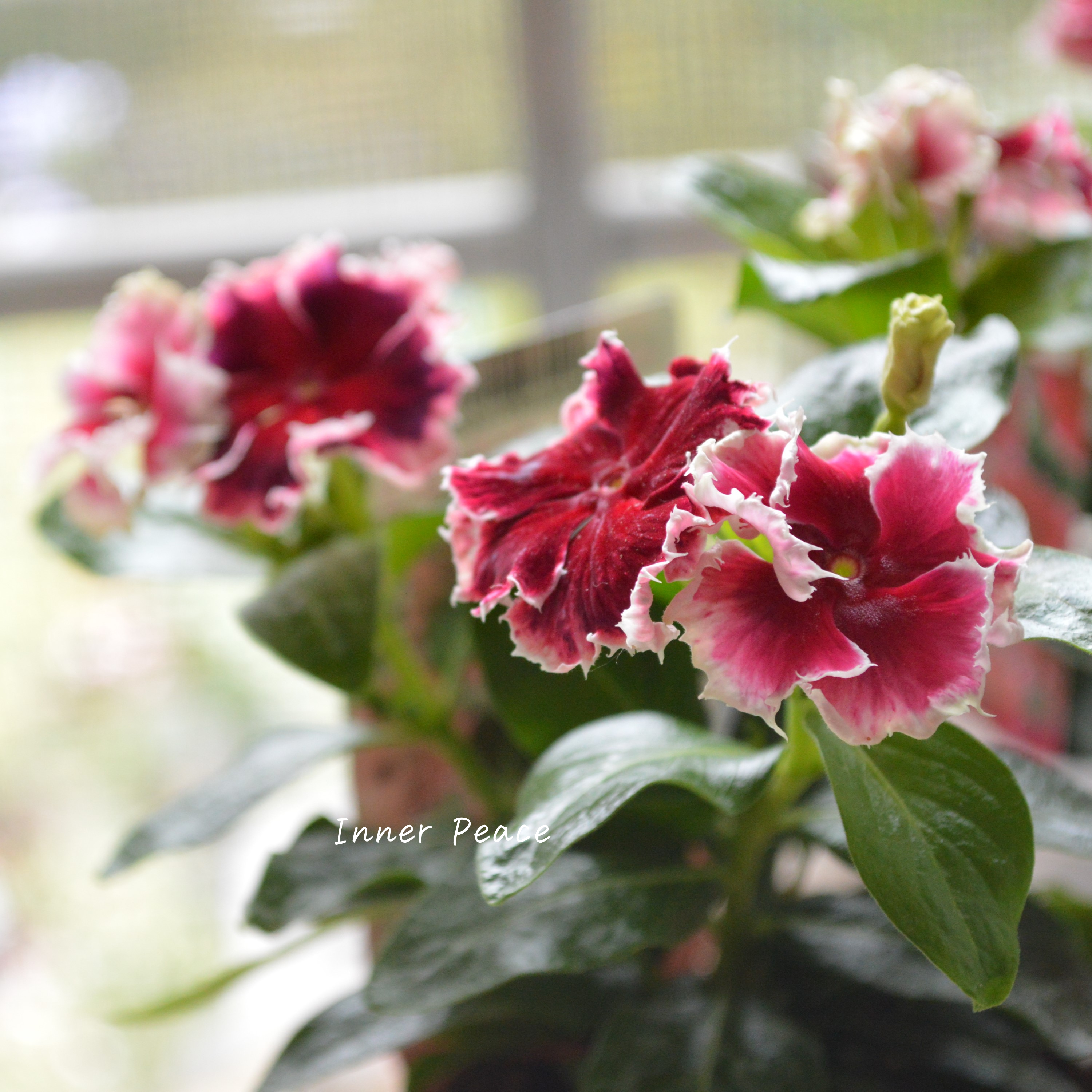 【北島園芸さん】 ニチニチソウ 『ノブレスチュチュ』 3.5寸POT