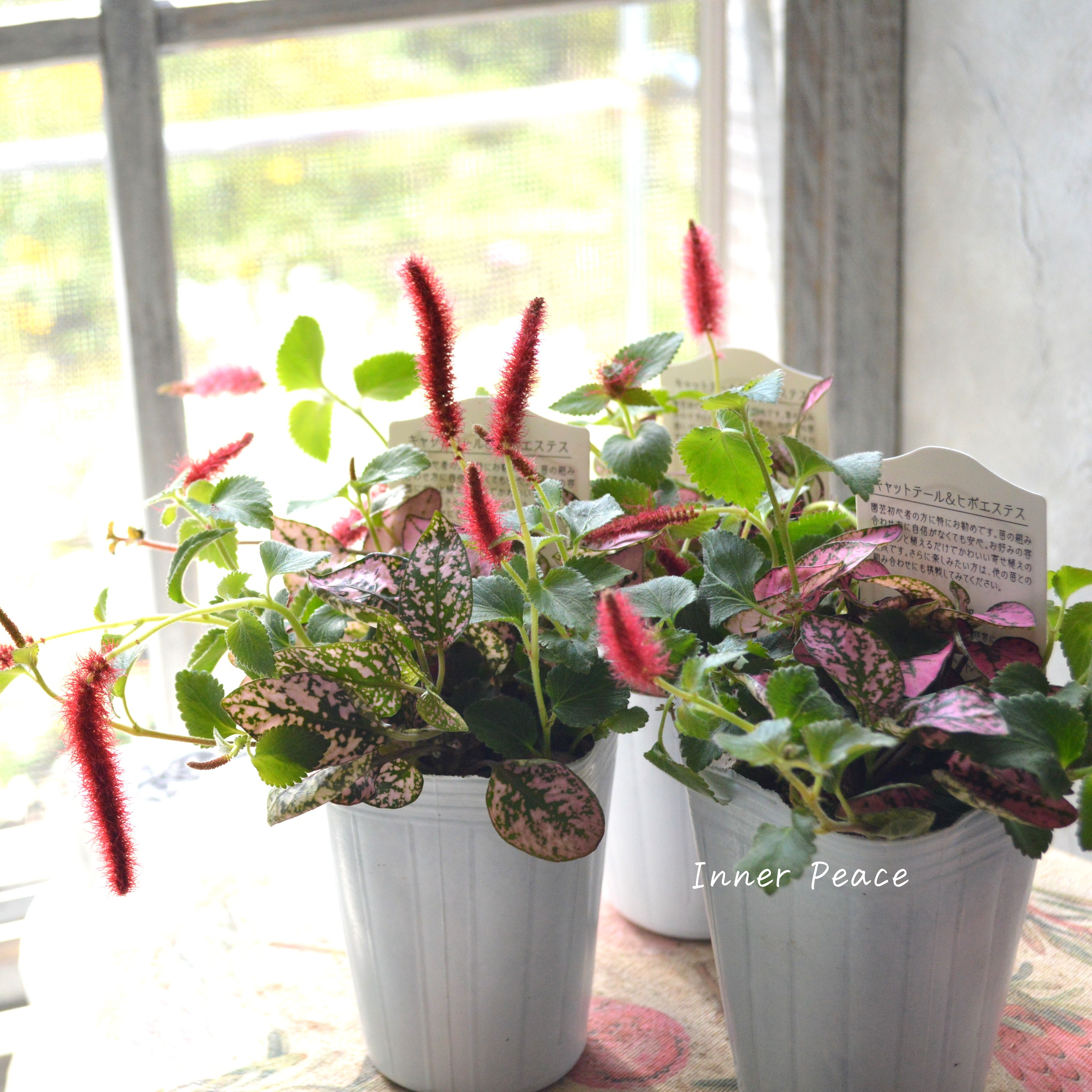 【寄せ植えに】 ヒポキャット(ヒポエステスピンク+キャッツテール) 2.5寸ロングPOT