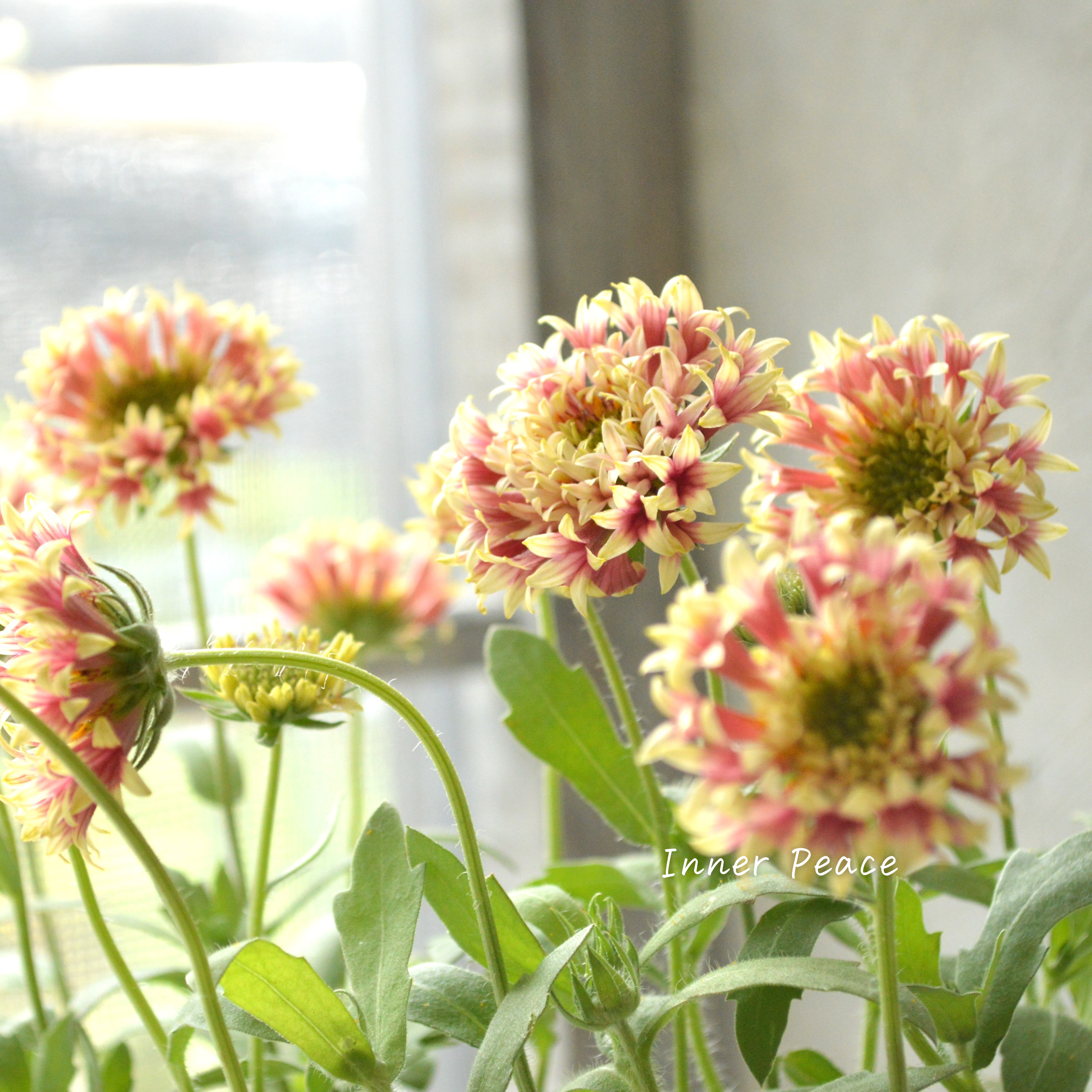 【人気】 ガイラルディア 『フルーティ・アップルマンゴー』 3寸ロングPOT