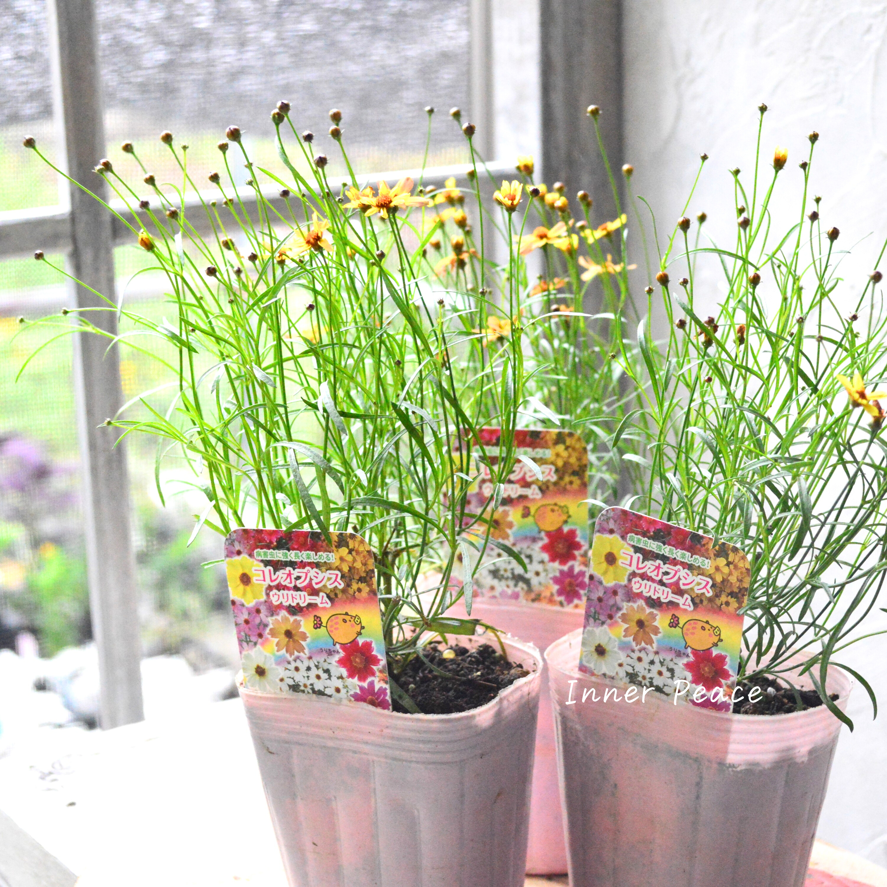 【アンティーク色】 コレオプシス『ウリドリーム・サンセット』 3寸POT