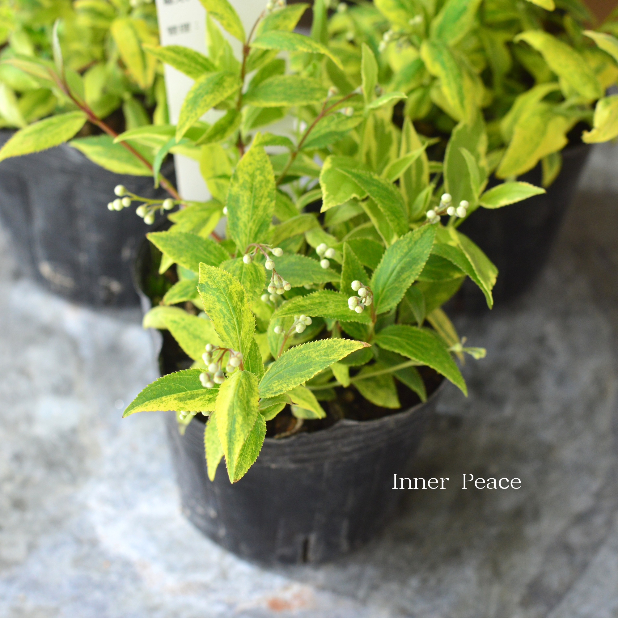 ヒメウツギ 『斑入り』 3寸POT