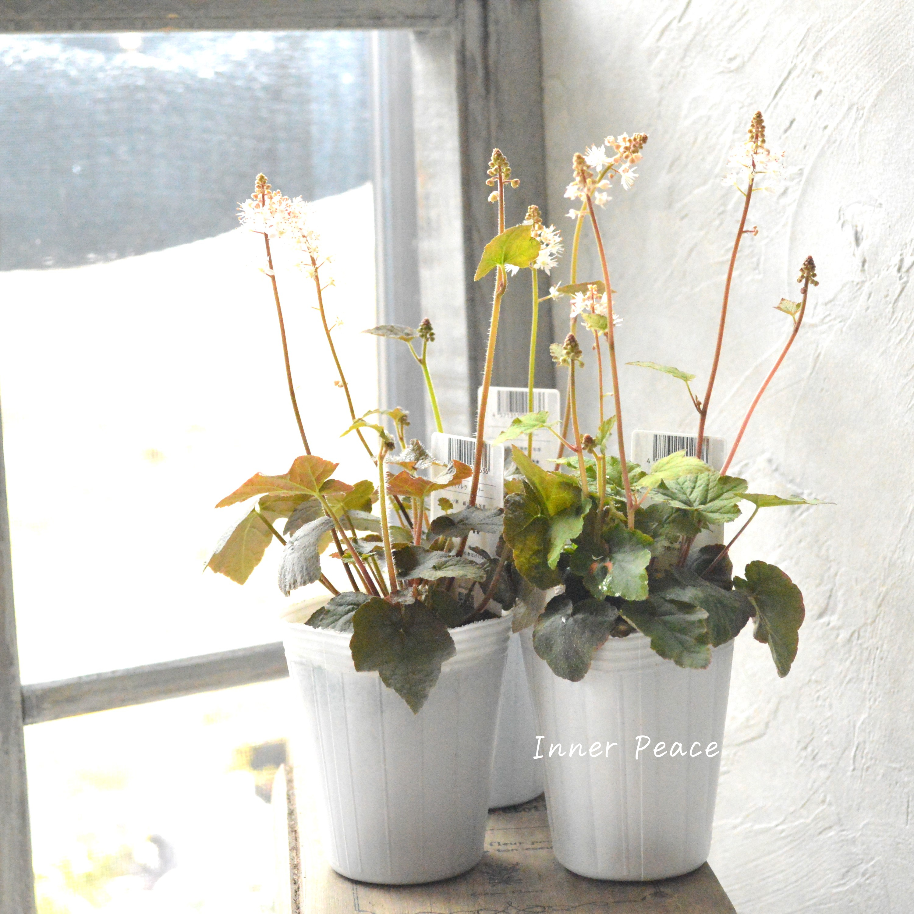 【宿根草】 ティアレラ 『ウィリー』 2.5寸ロングPOT