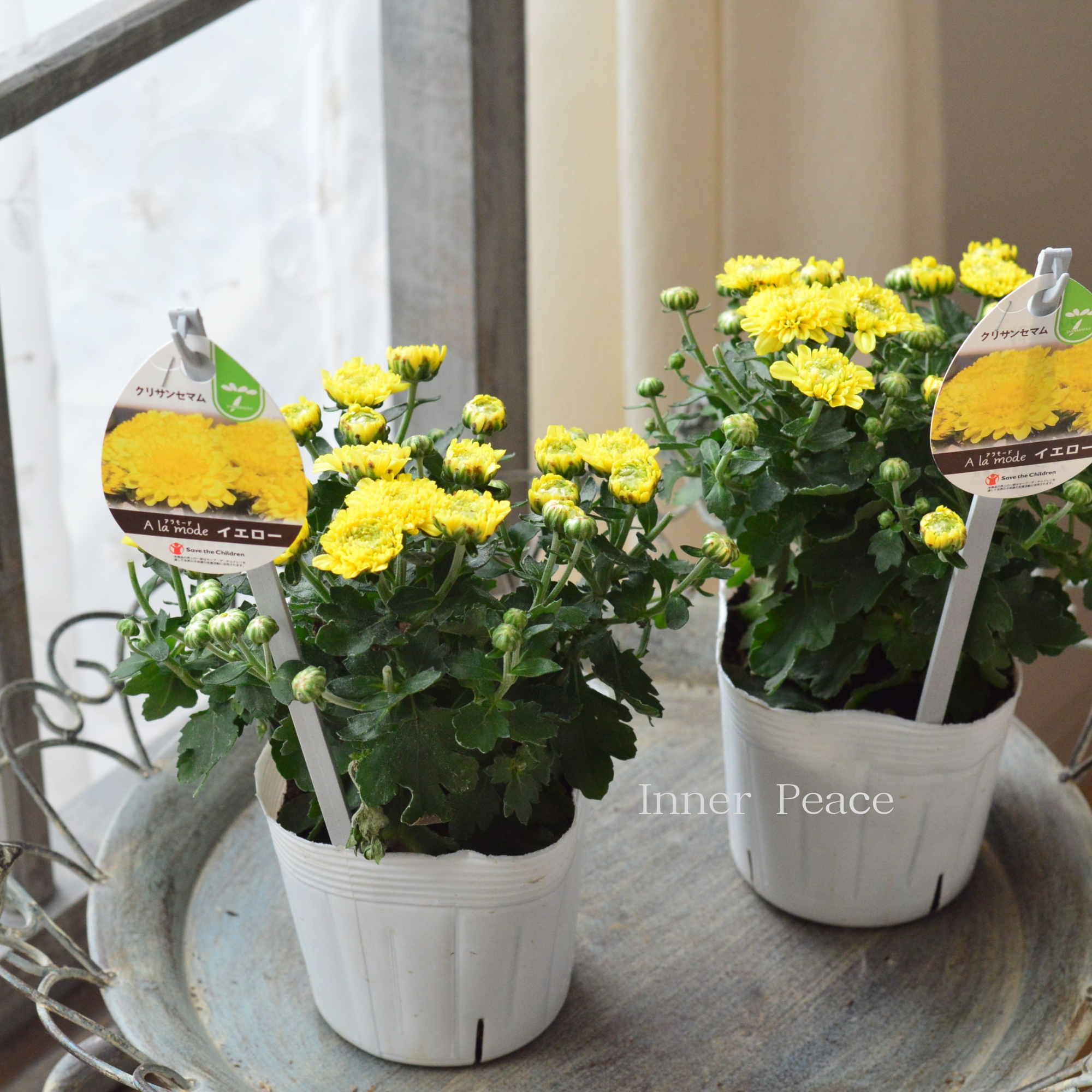 【アンティーク】 クリサンセマム・アラモード 『イエロー』 3.5号POT