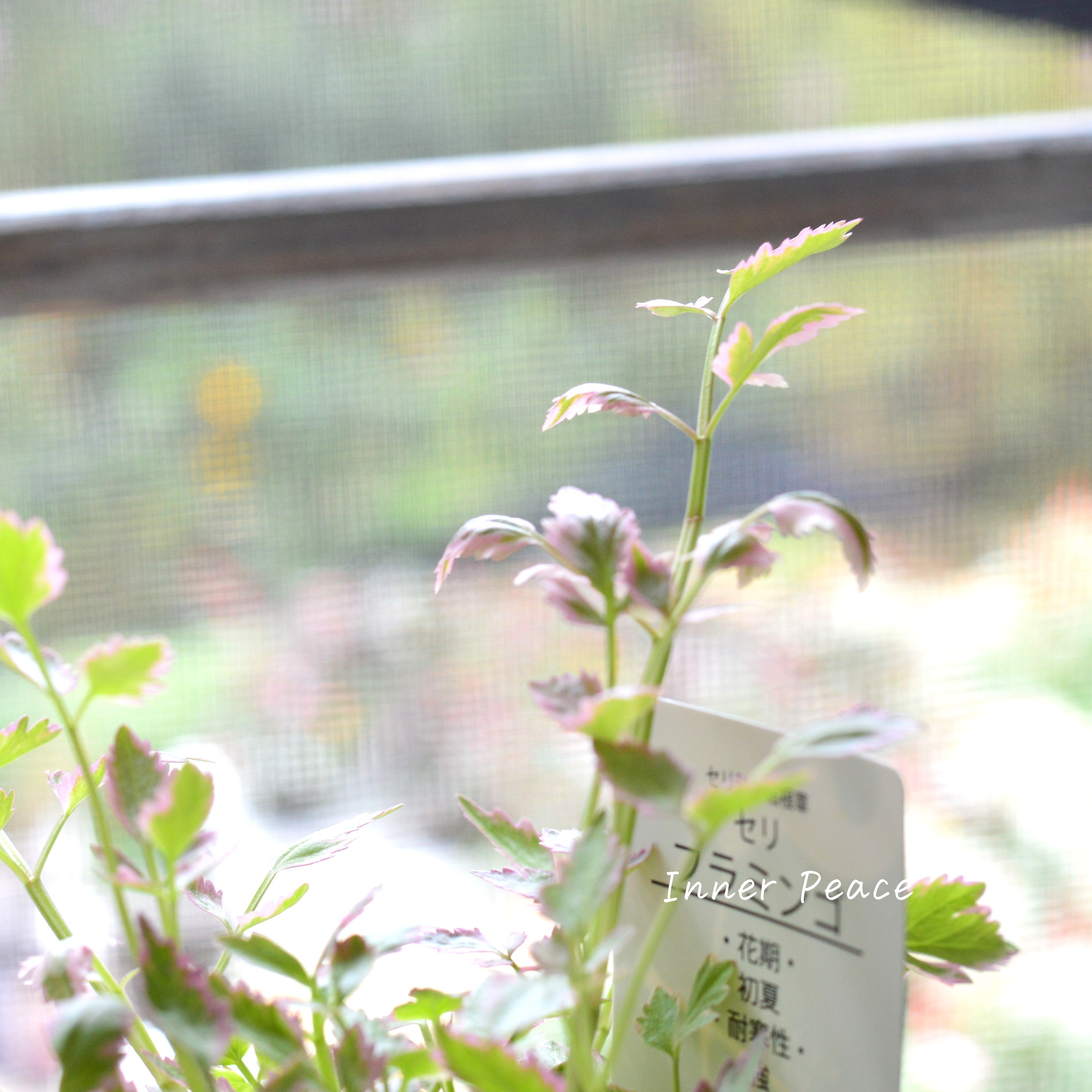 【斑入り】 セリ 『フラミンゴ』 2.5寸~3寸POT