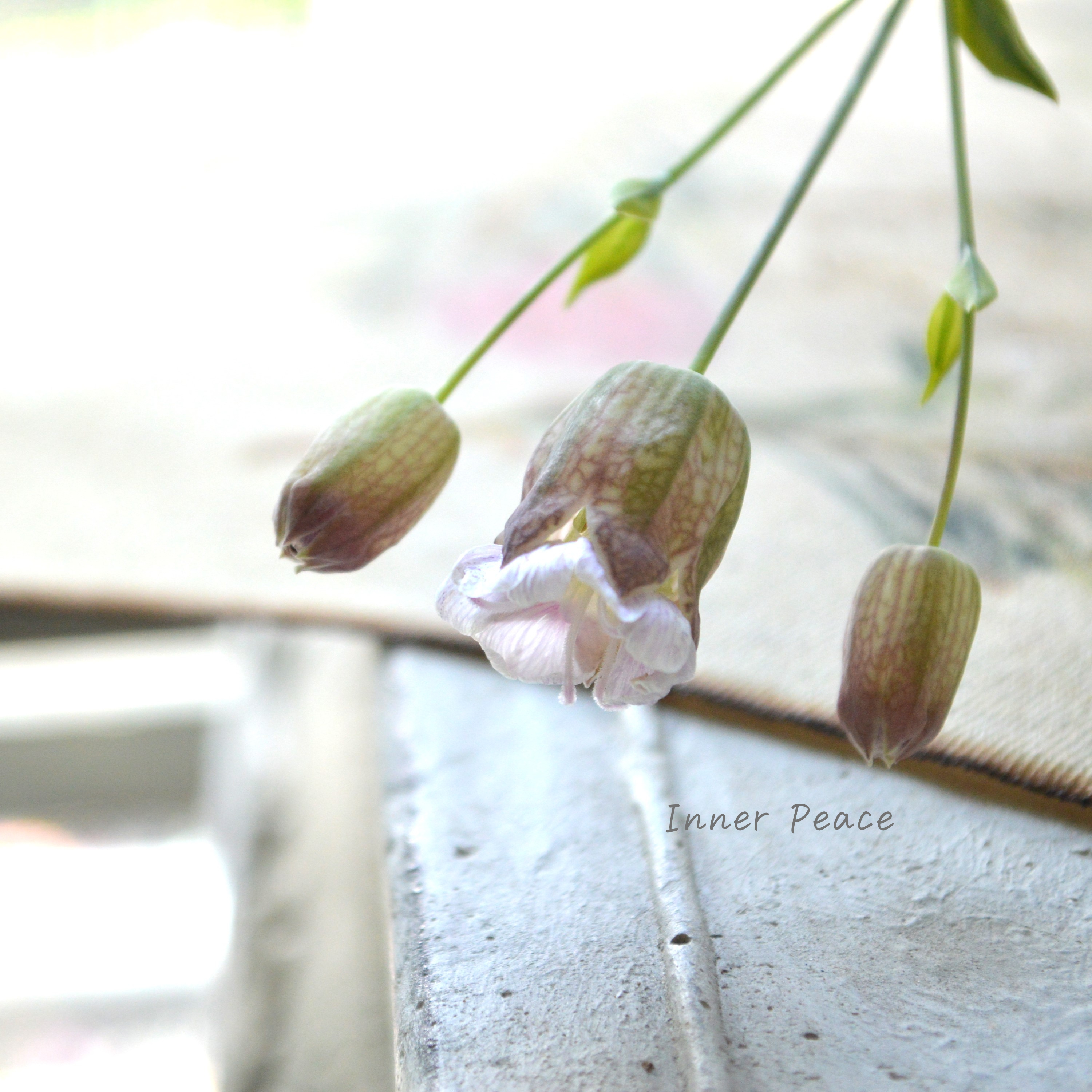 【斑入り】 シレネ ユニフローラ 『シェルピンク・バリエガータ』 3寸POT