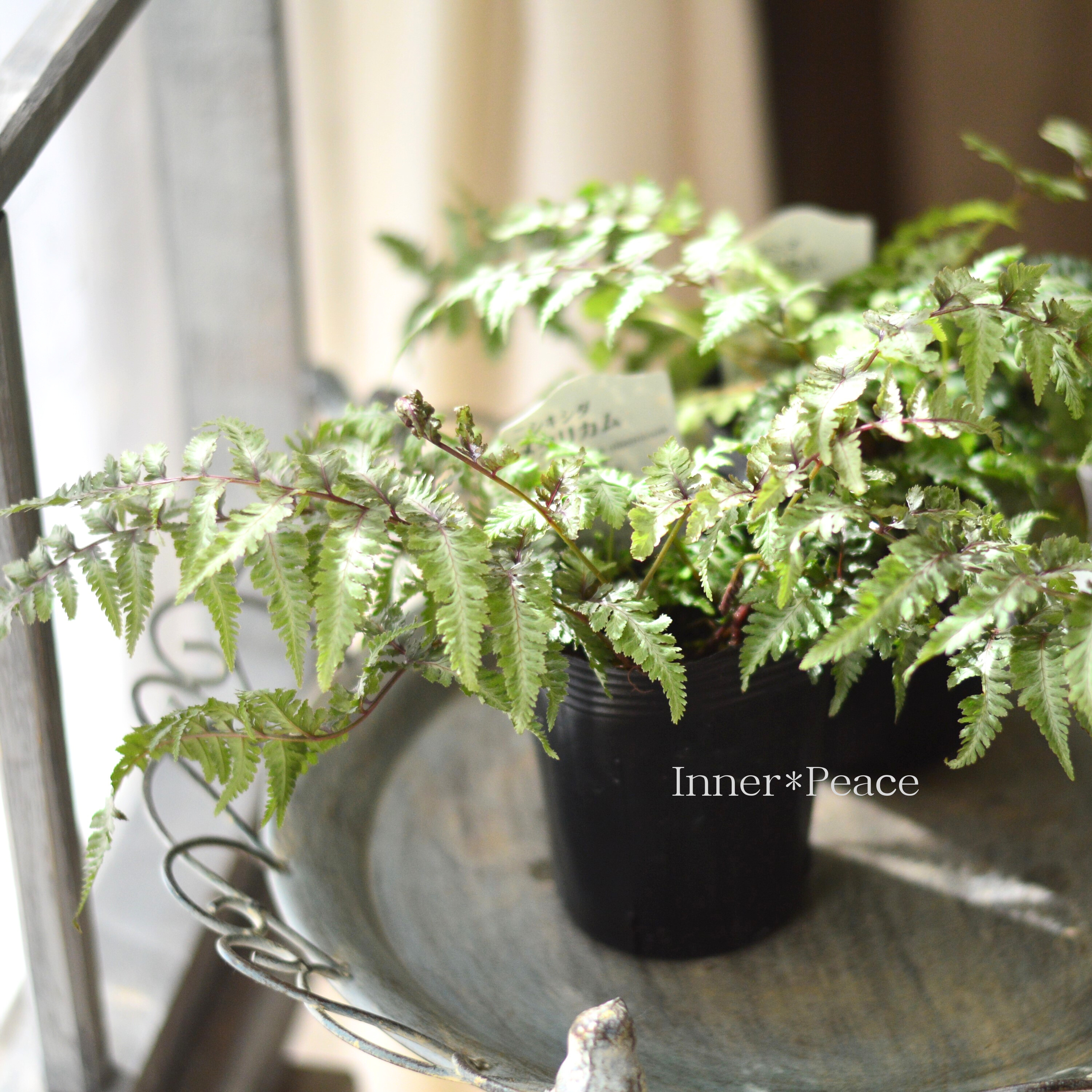 【美しい】 ニシキシダ 『メタリカム』 3寸POT