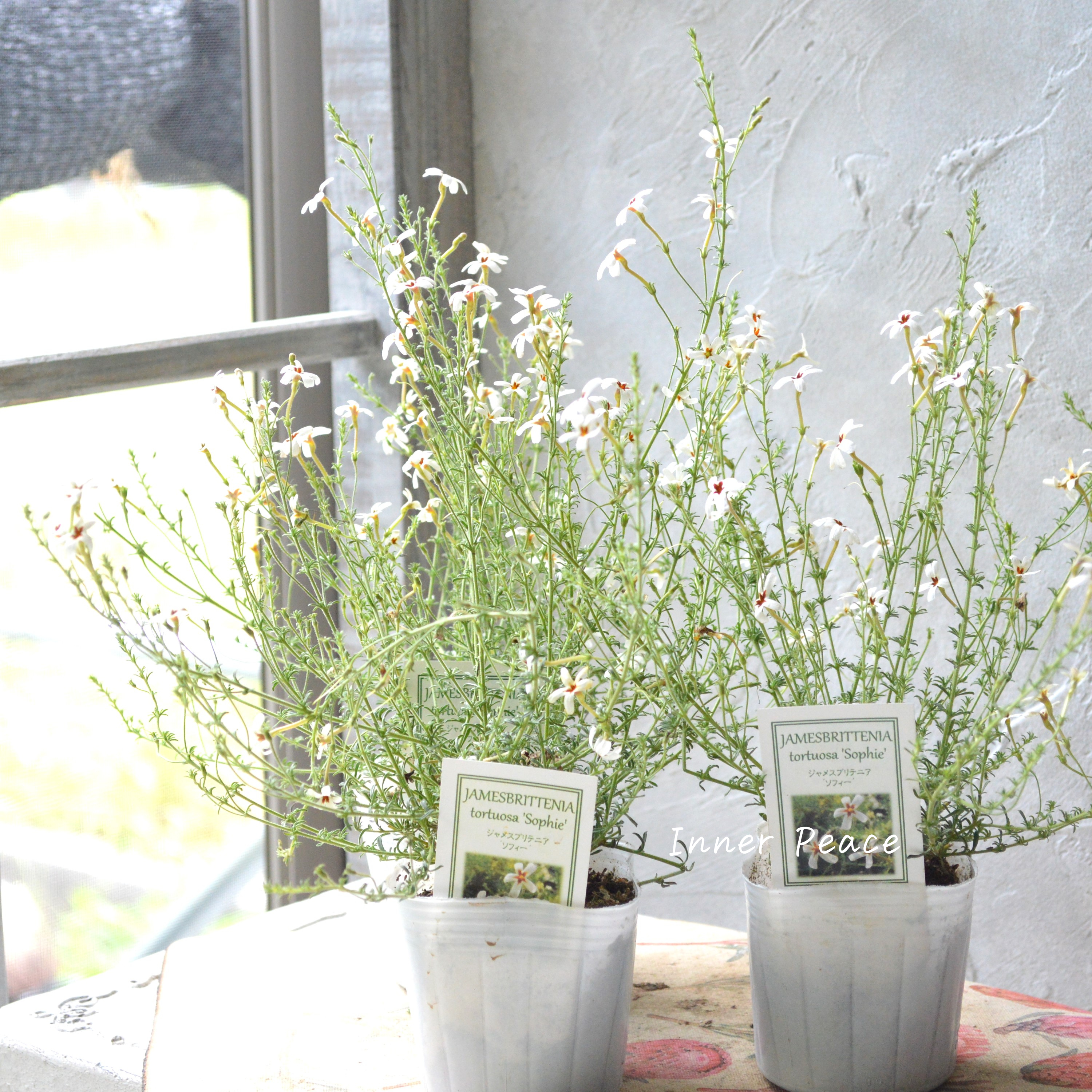 【暑さに強い】 ジャメスブリテニア 『ソフィー』 3寸POT