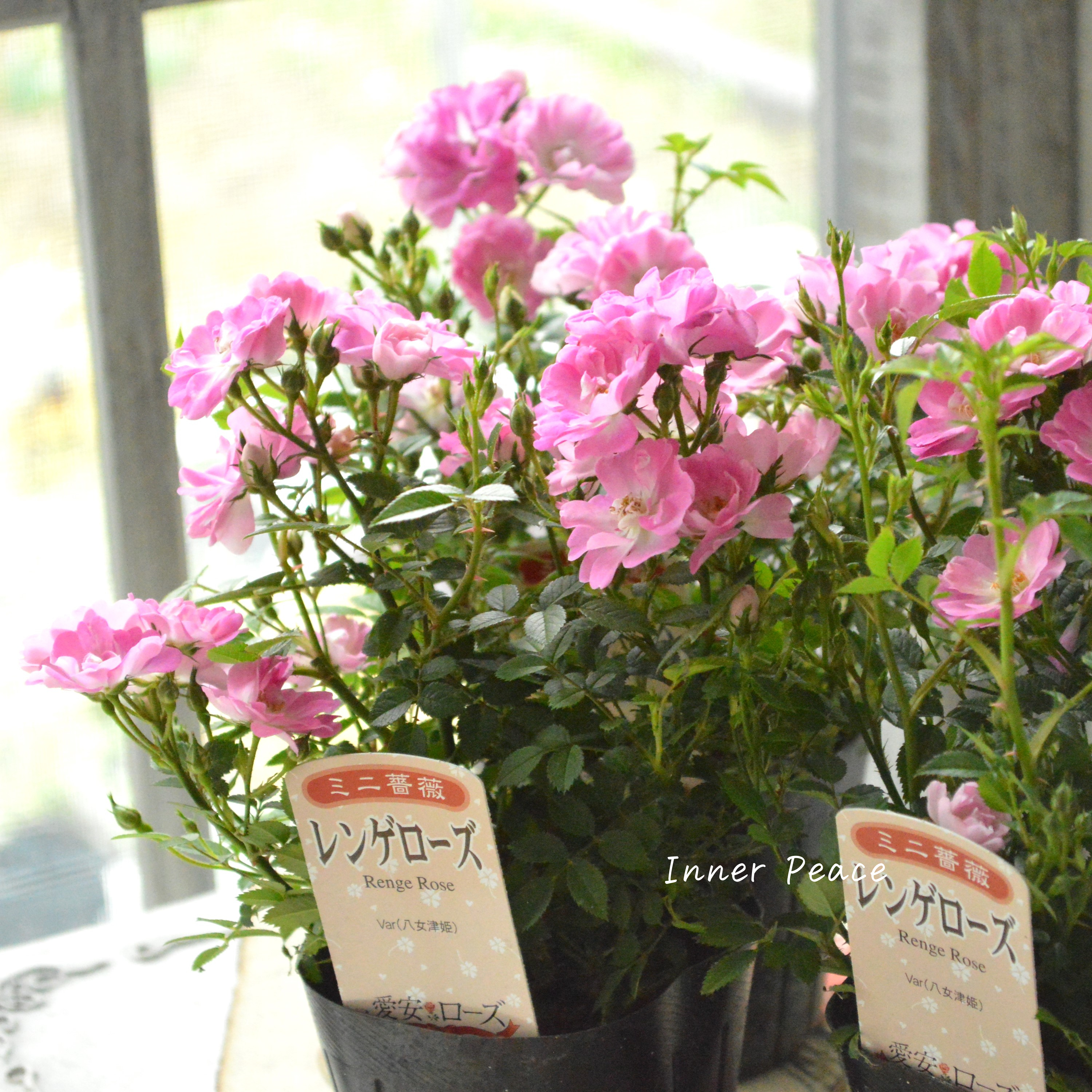 【四季咲き】 ミニ薔薇 『レンゲローズ』 3寸POT