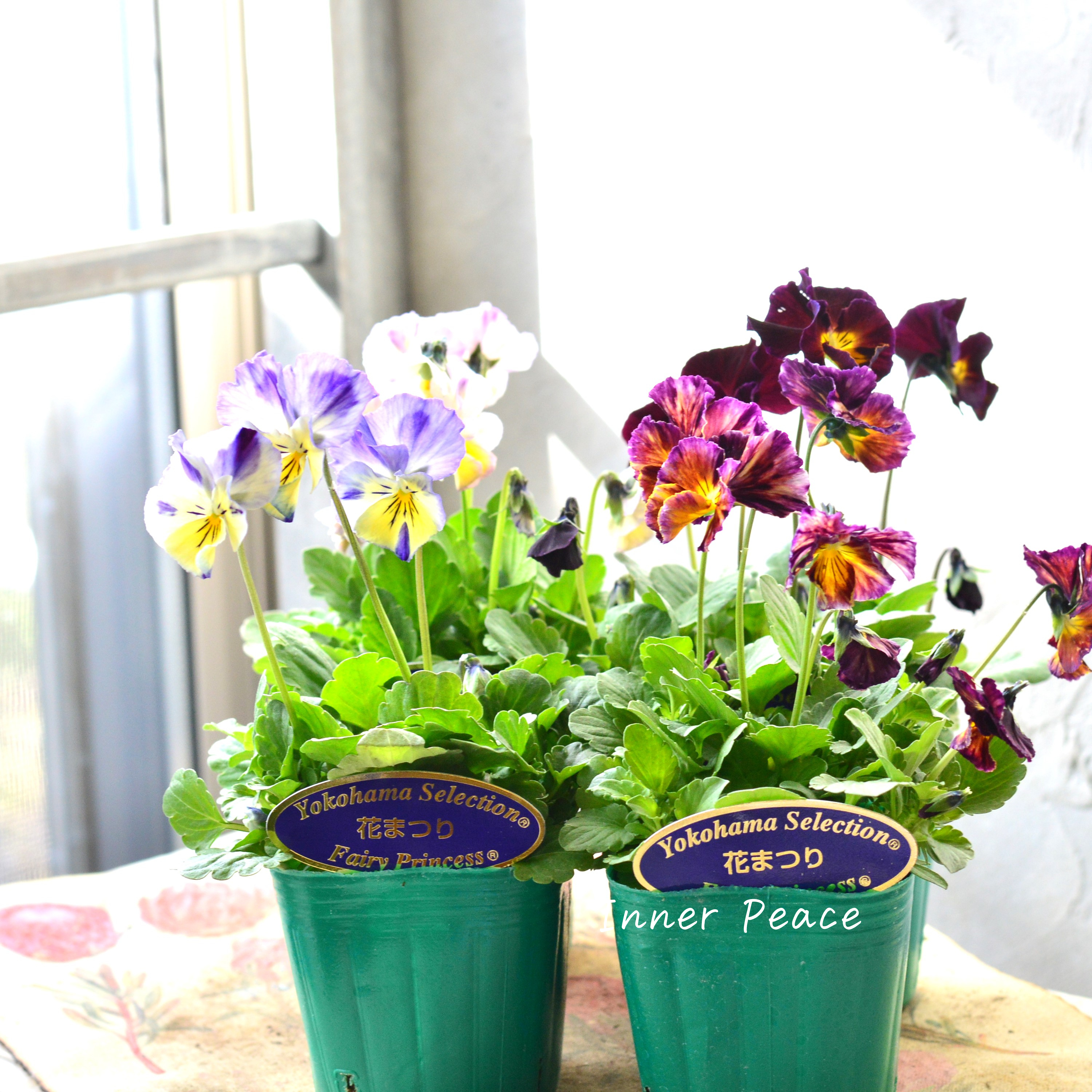 【人気】 ビオラ 『横浜セレクション・花まつり』 3寸POT