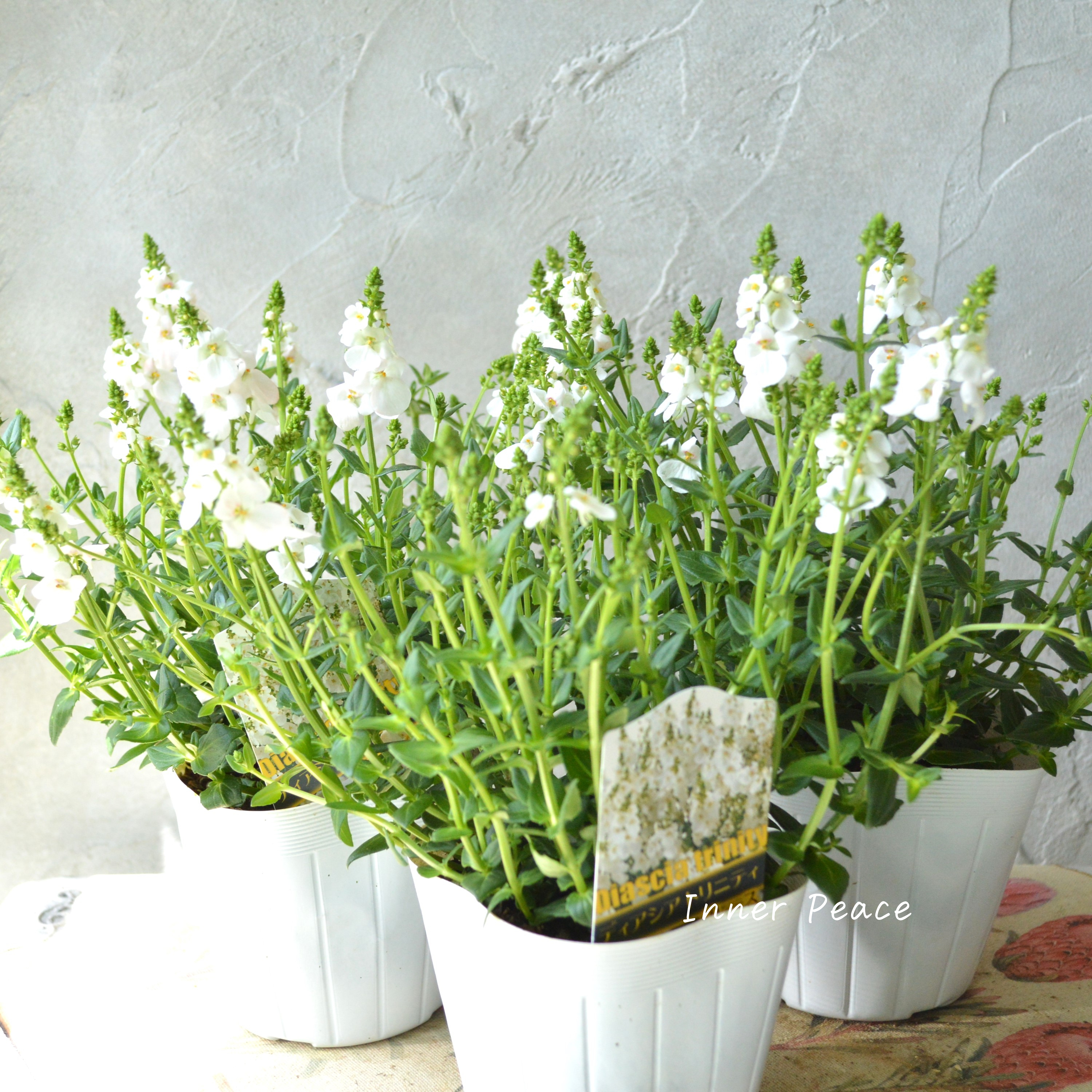 【かわいい】 ディアスシア 『トリニティ・グレース』 3.5寸POT